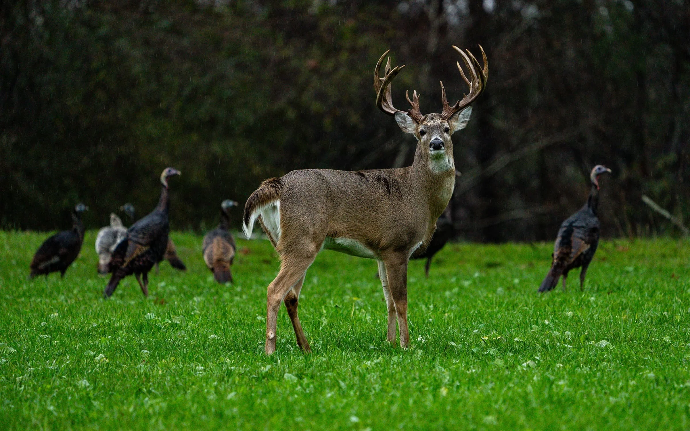 A large deer with antlers stands on green grass, surrounded by turkeys, with a dark forest background.