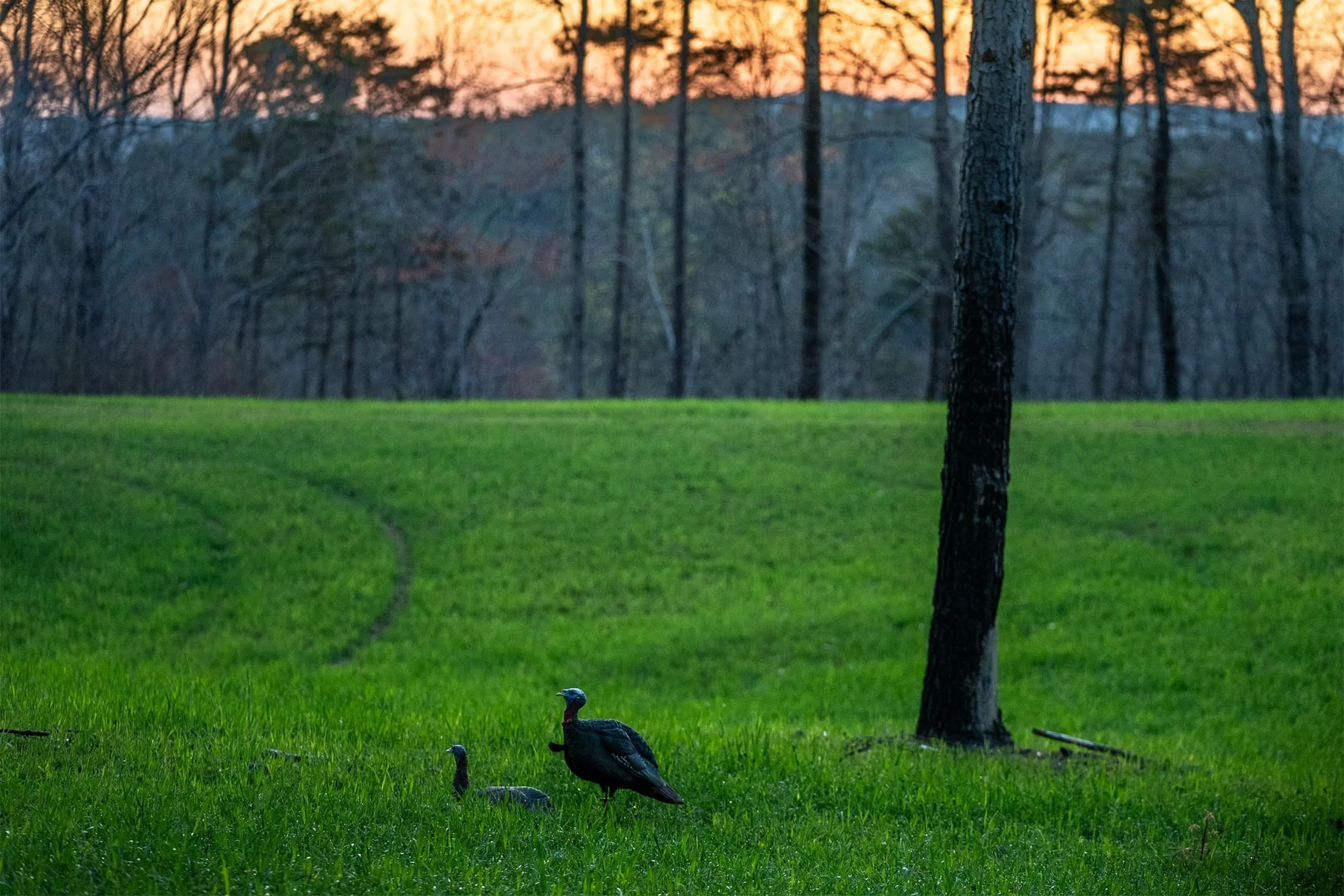A wooded area during sunset with tall trees and a grassy clearing in the foreground, where a turkey is walking.