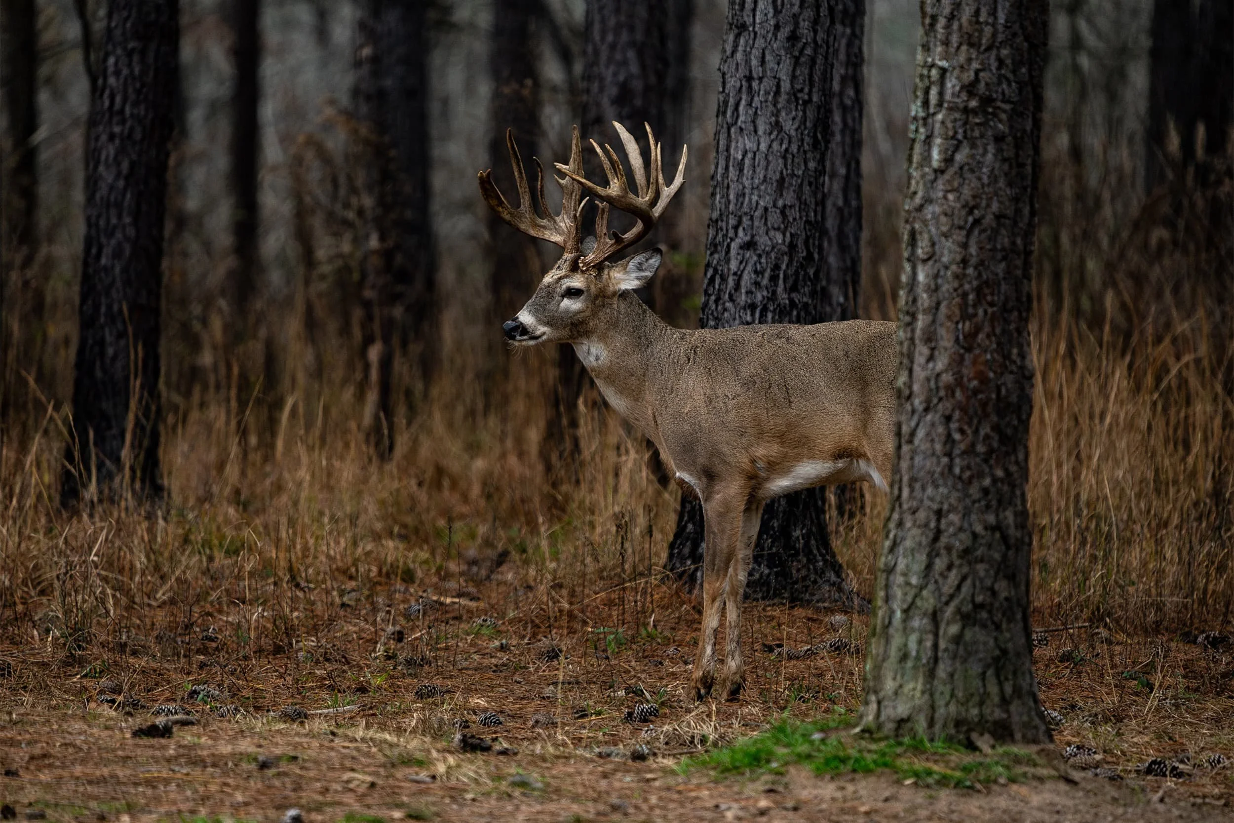 A deer with large antlers standing among trees in a forest.