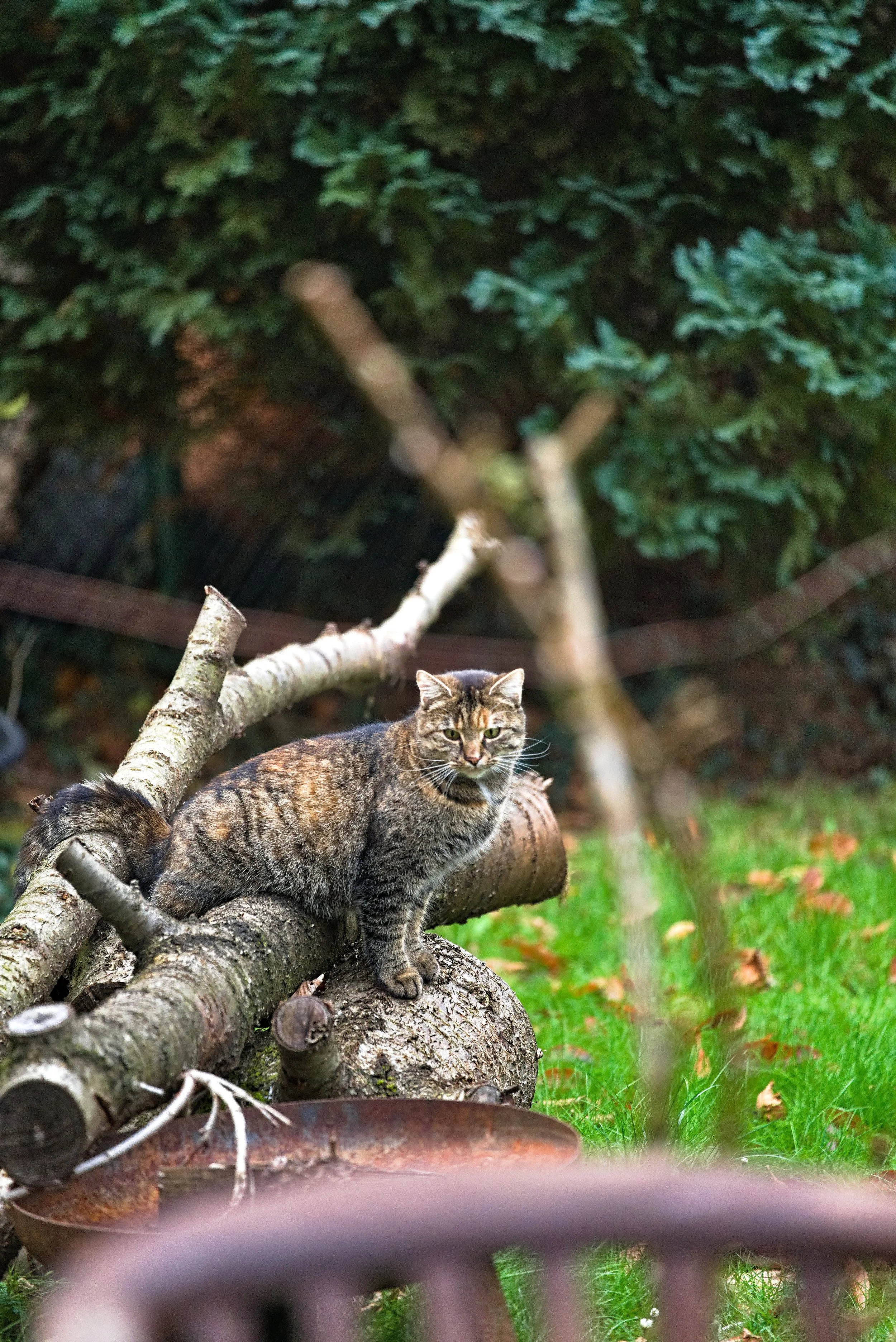 DSC00576-1.jpg