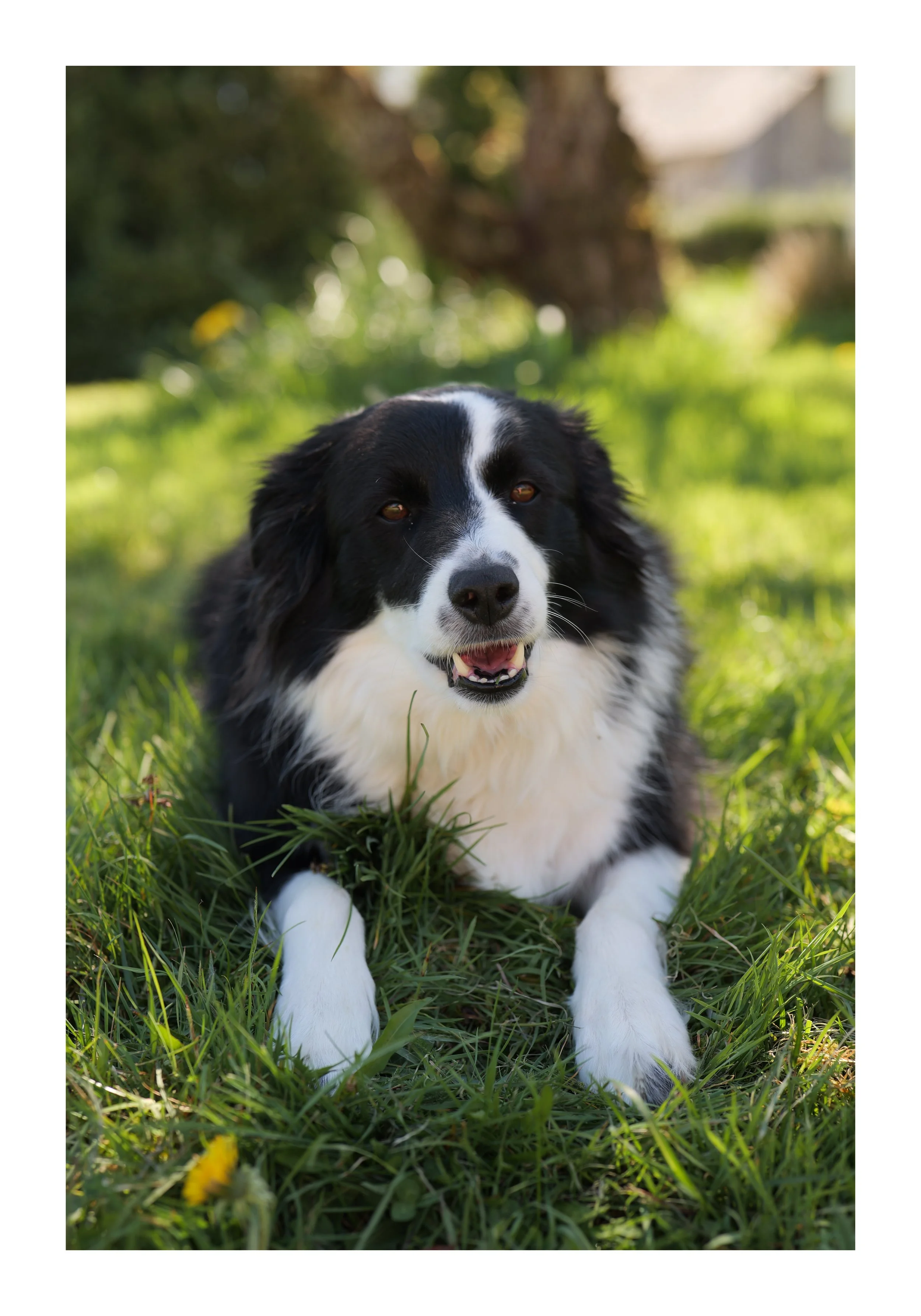 Un chien noir et blanc, probablement un Border Collie, allongé dans de l'herbe verte avec des fleurs jaunes, en plein air, sous un arbre, style de portrait en gros plan.