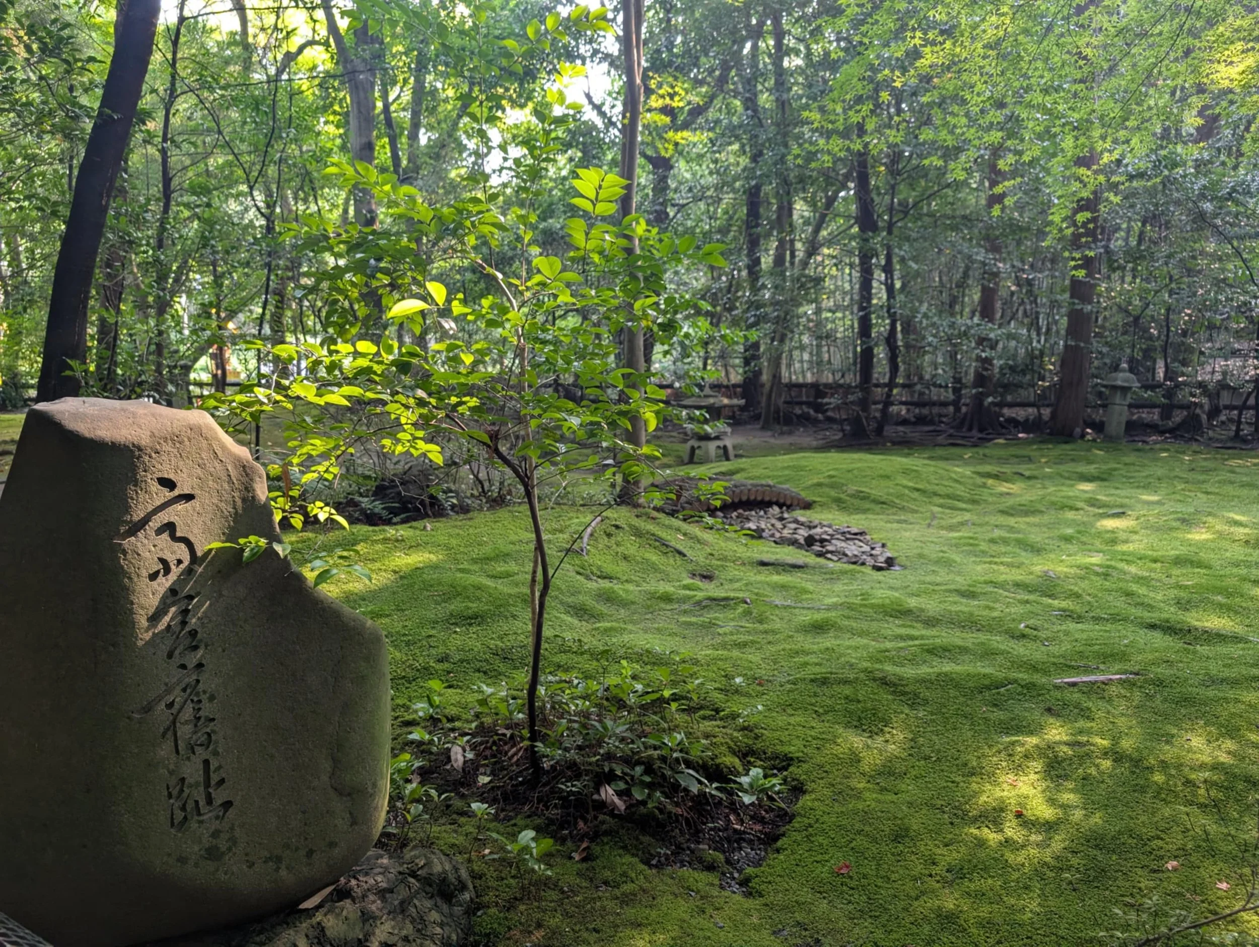 A peaceful Japanese garden with a stone lantern, lush green moss, and tall trees with dense foliage in the background.