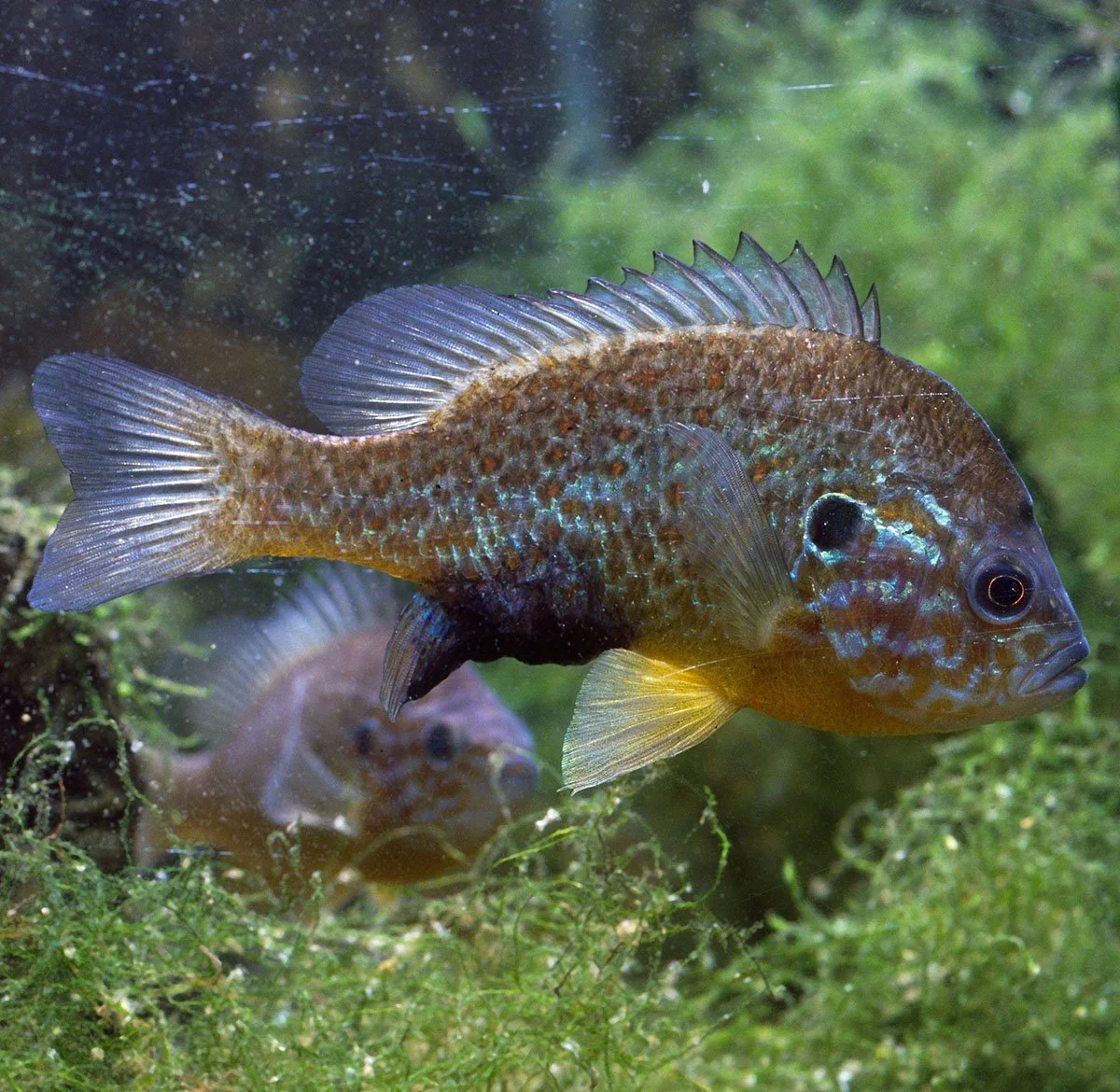 Pesce 2048-5-6.jpg