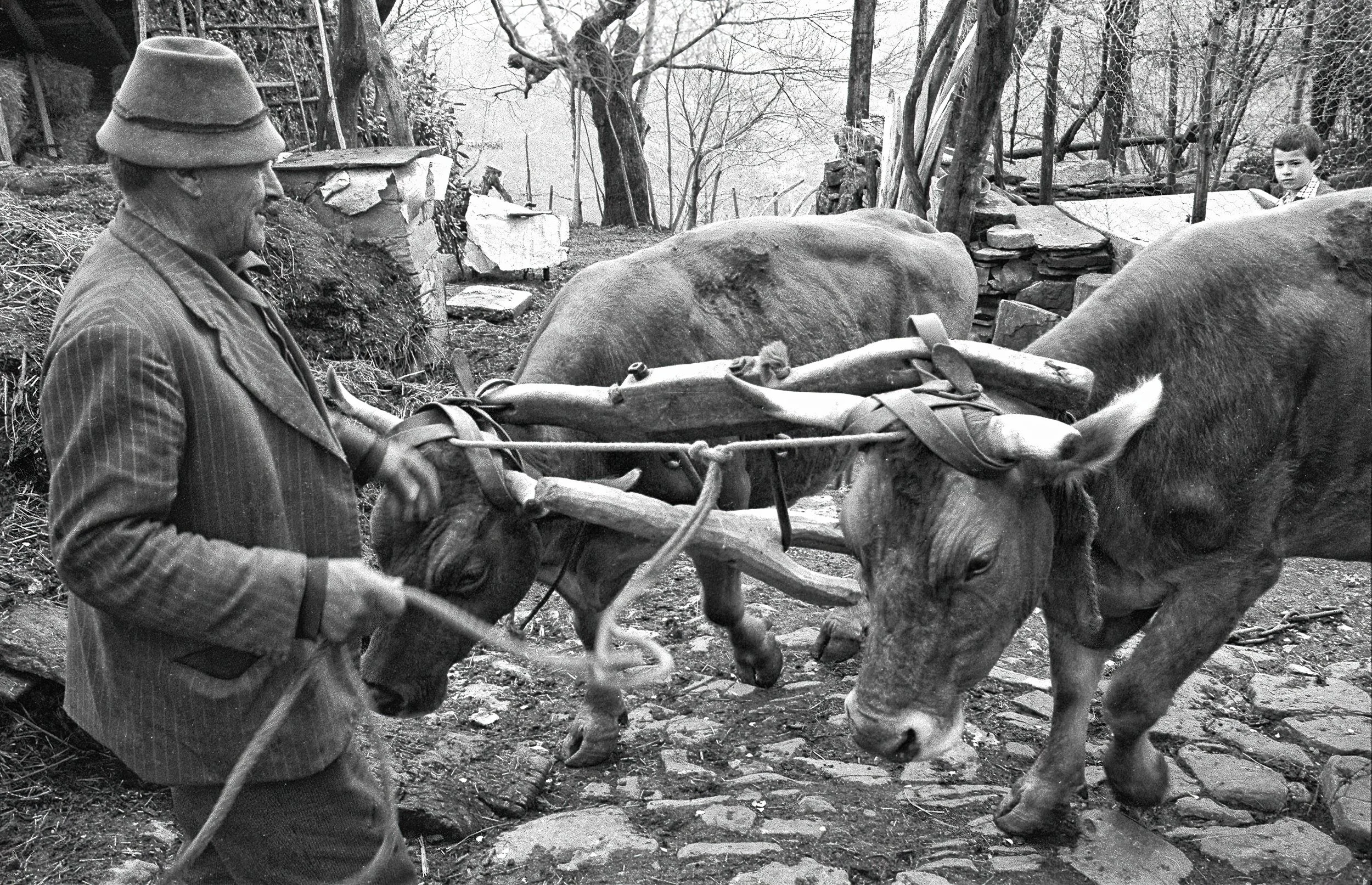 Contadini con buoi aggiogati nell’Appennino modenese, Sestola, 1977. Fotografia di Marco Ravenna