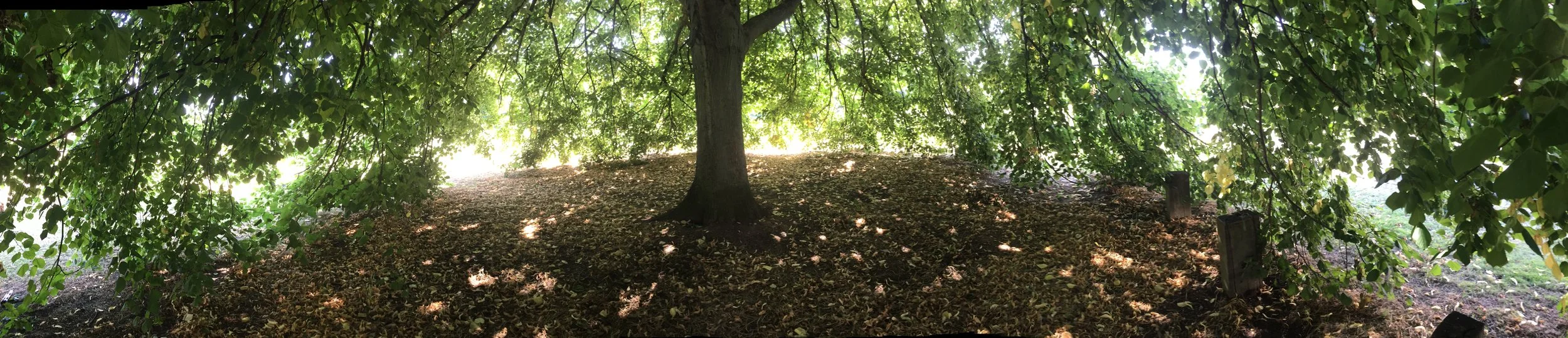 A large tree with green leaves and a spreading canopy in a shaded area, with sunlight filtering through the leaves on the ground.