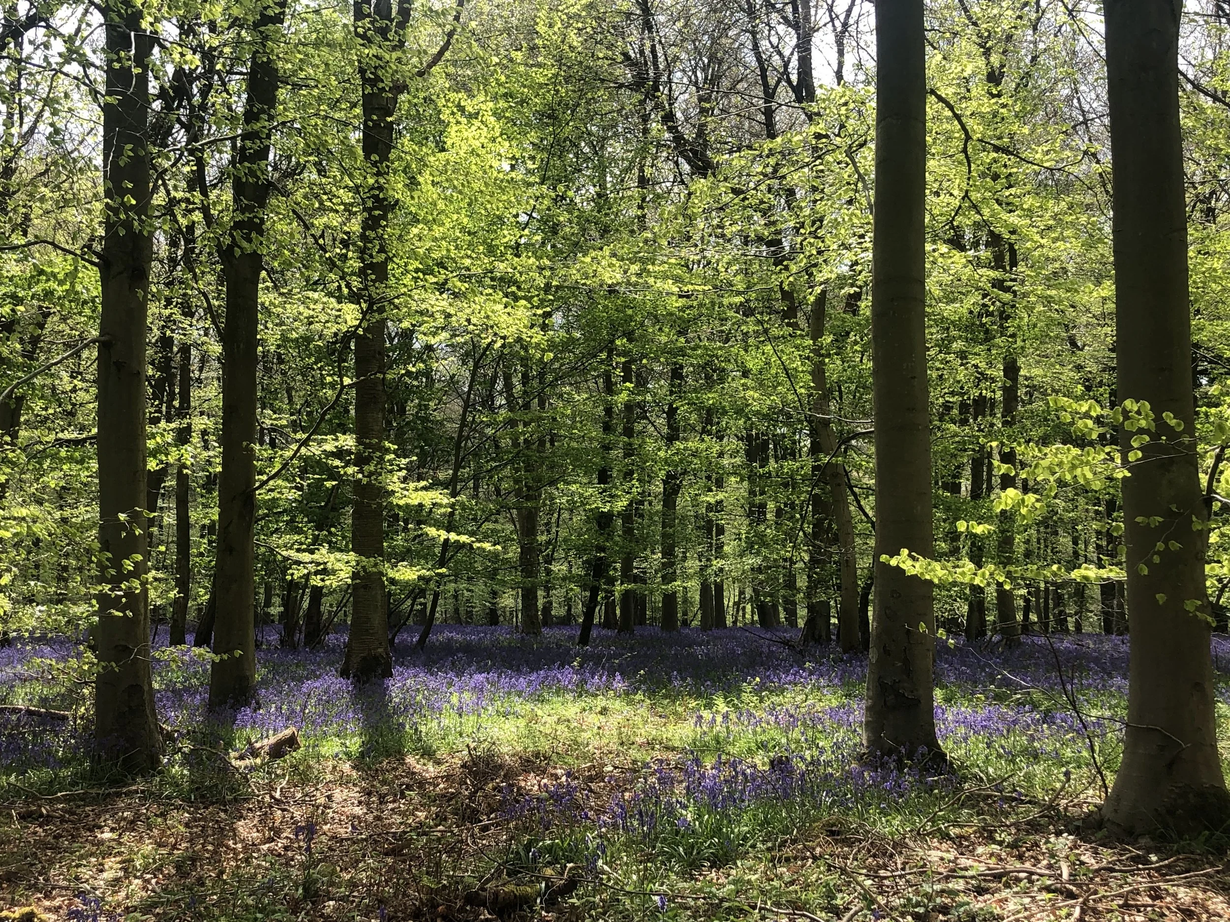 A lush green forest with sunlight filtering through tree leaves. The forest floor is covered in purple flowers.