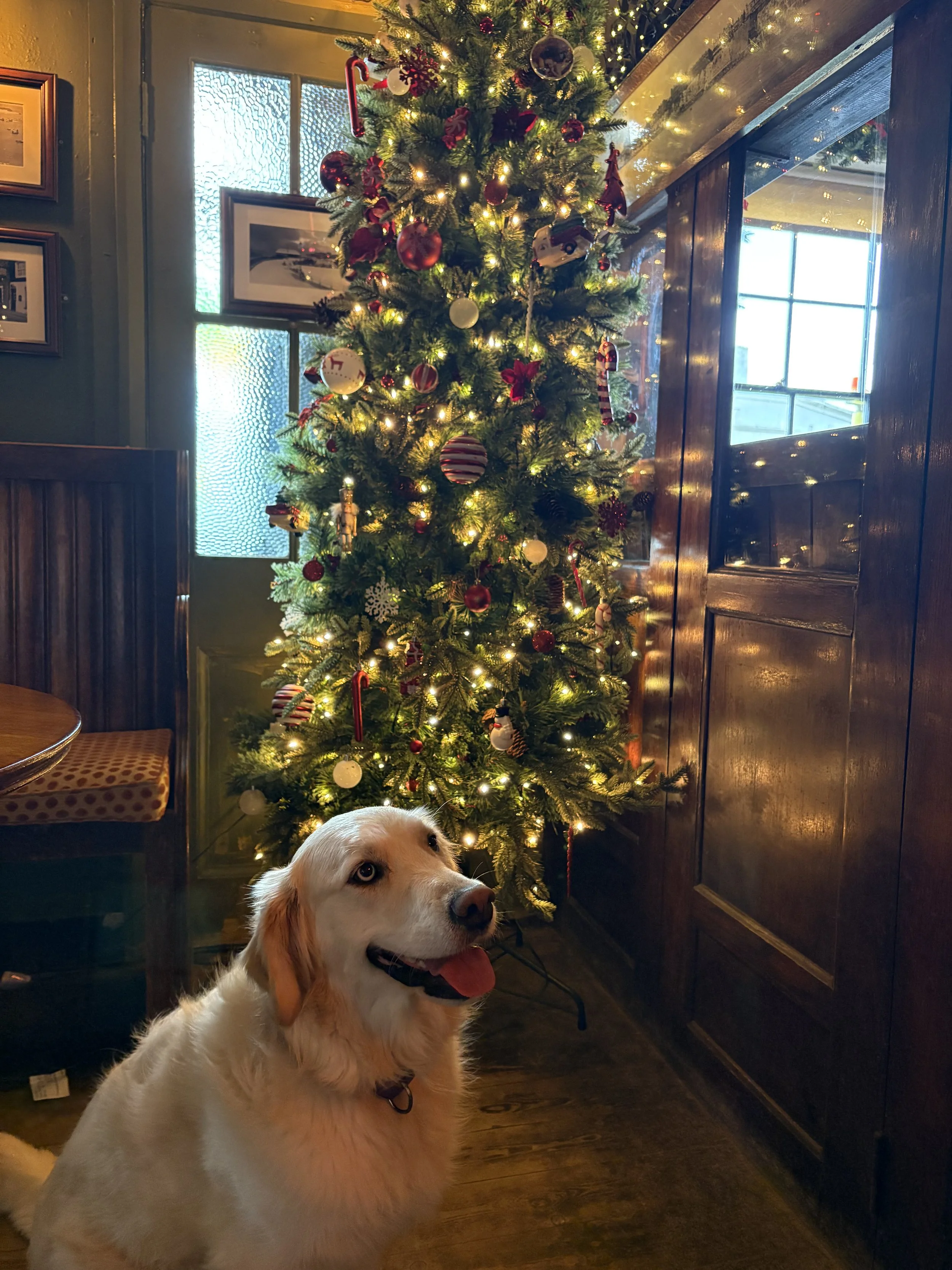 A dog with light-colored fur and floppy ears sits in front of a decorated Christmas tree with lights and ornaments, inside a room with wooden furniture and framed pictures on the wall.