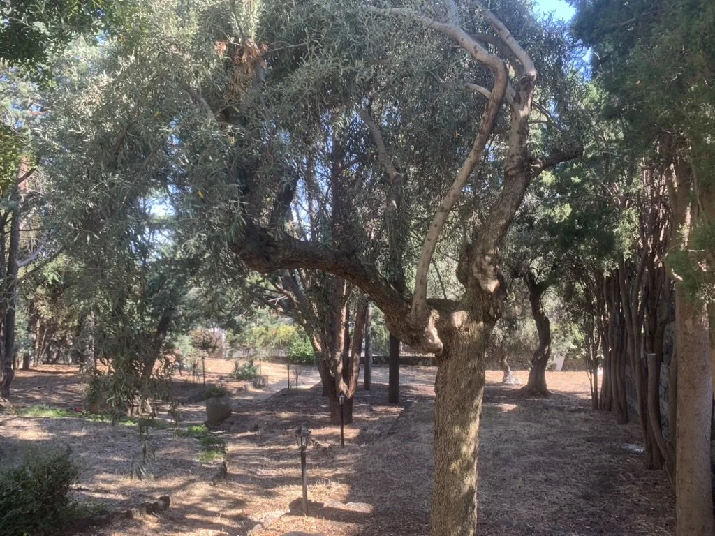 Vista bosco 01.jpeg