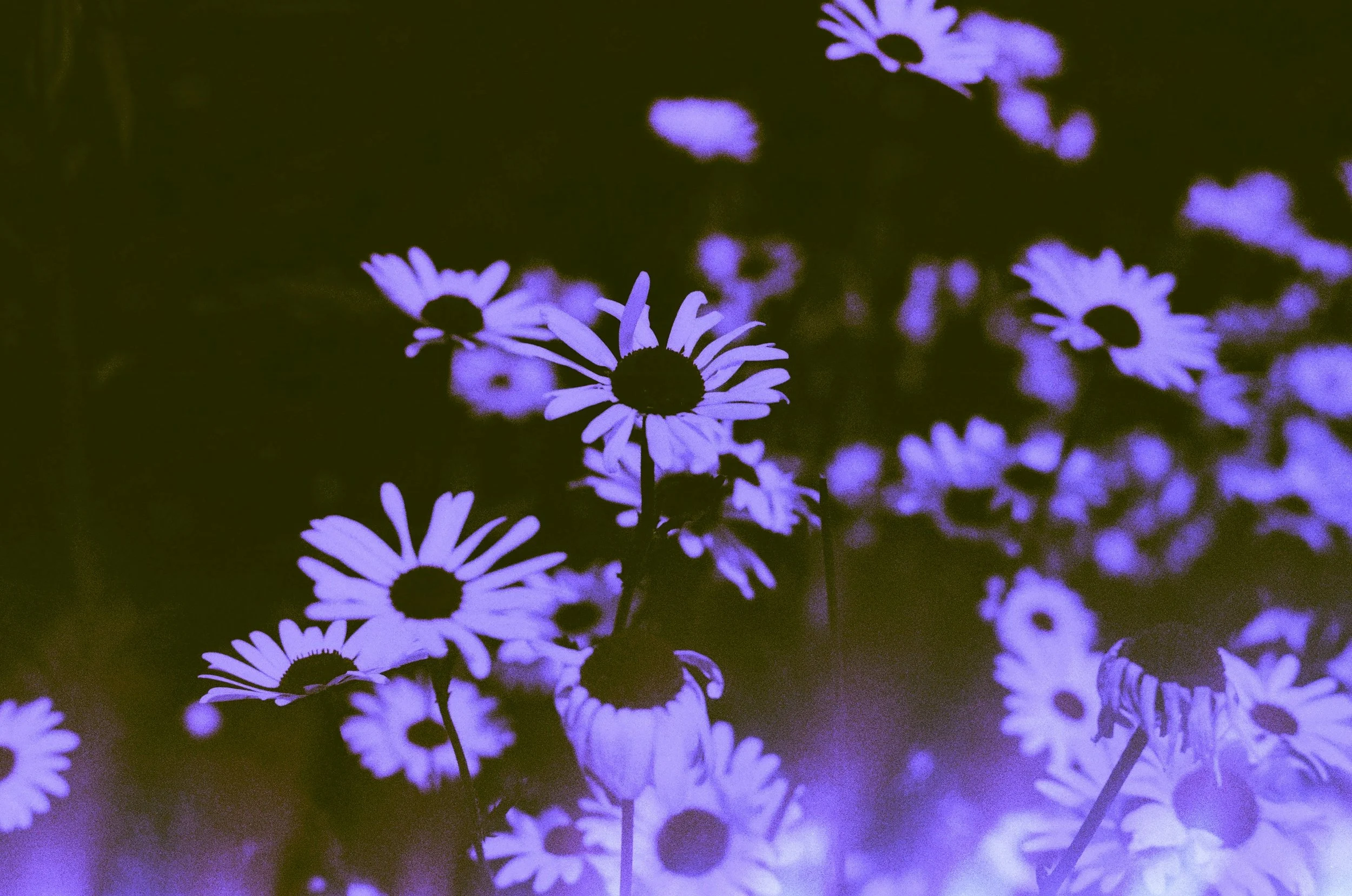 Violet Lightbody Activaion