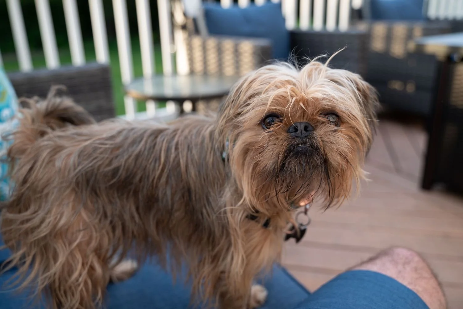A small brown dog with long, shaggy fur looking up outdoors on a wooden deck with patio furniture in the background.