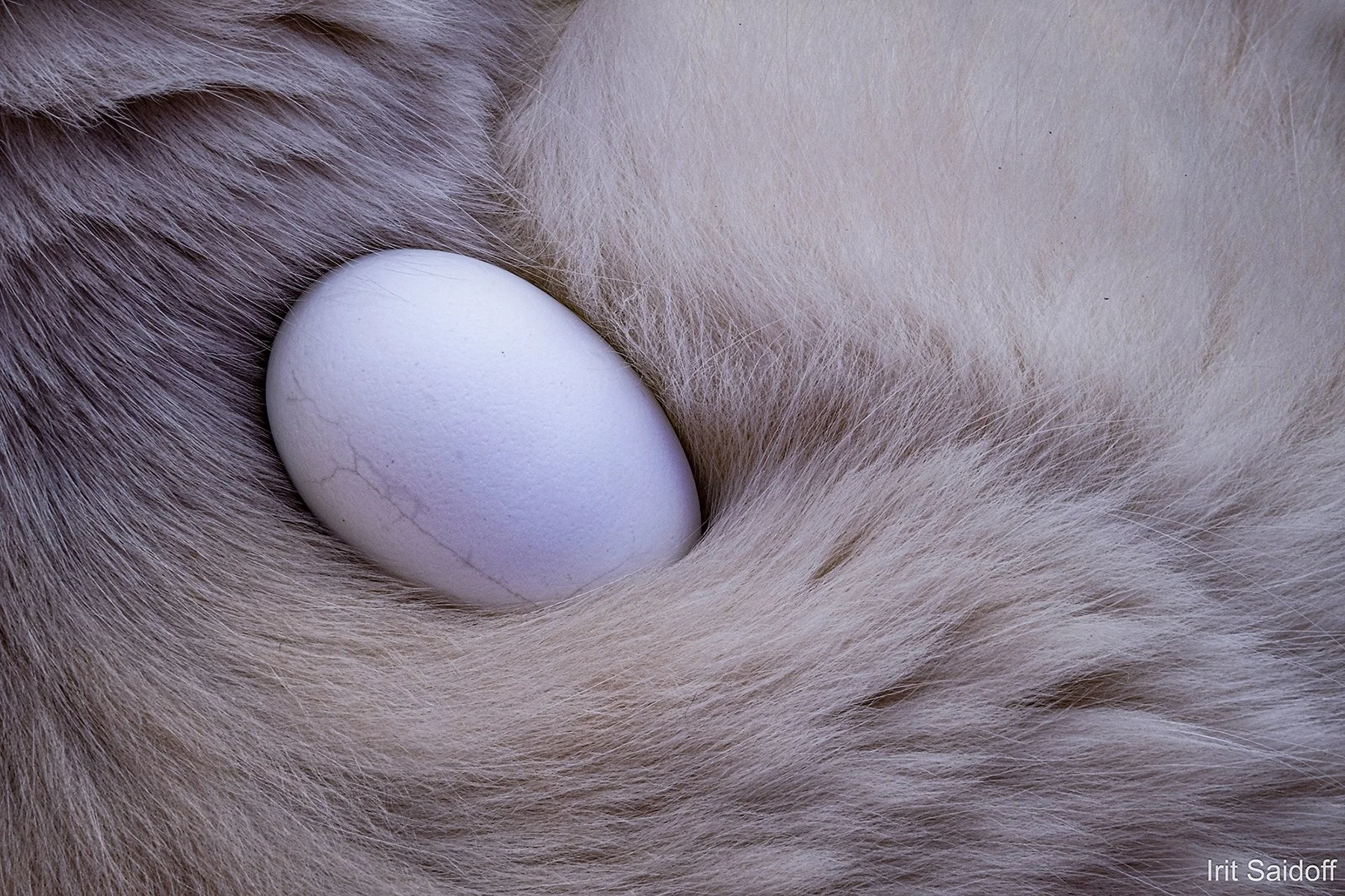 Nest
