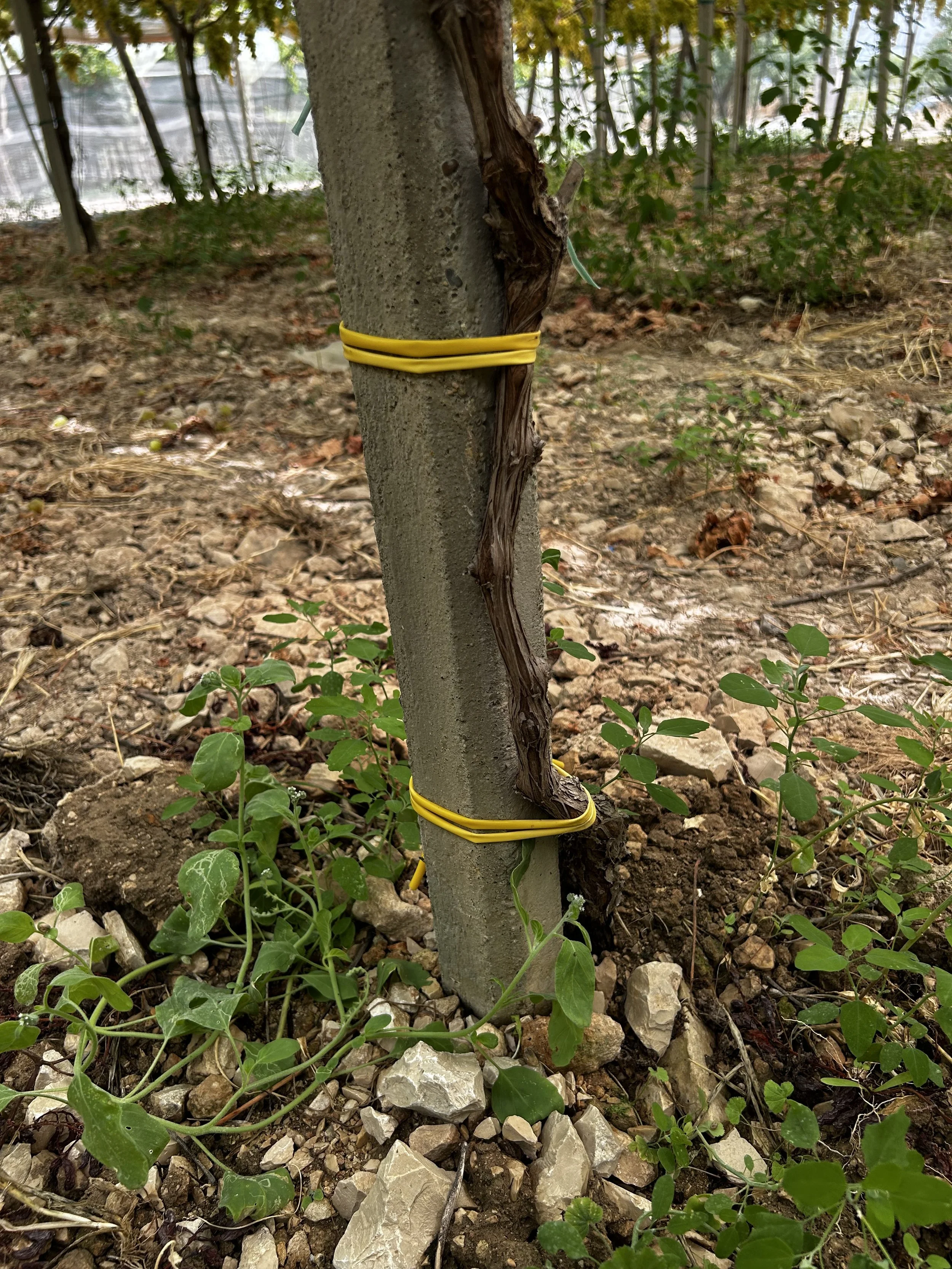 Un palo di vite con un tessuto attorno al tronco, fissato al terreno con dei nastri gialli, in un campo di terra con piante e pietre.
