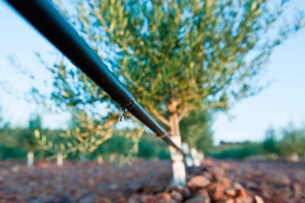 Pianta in un campo con sistema di irrigazione a goccia