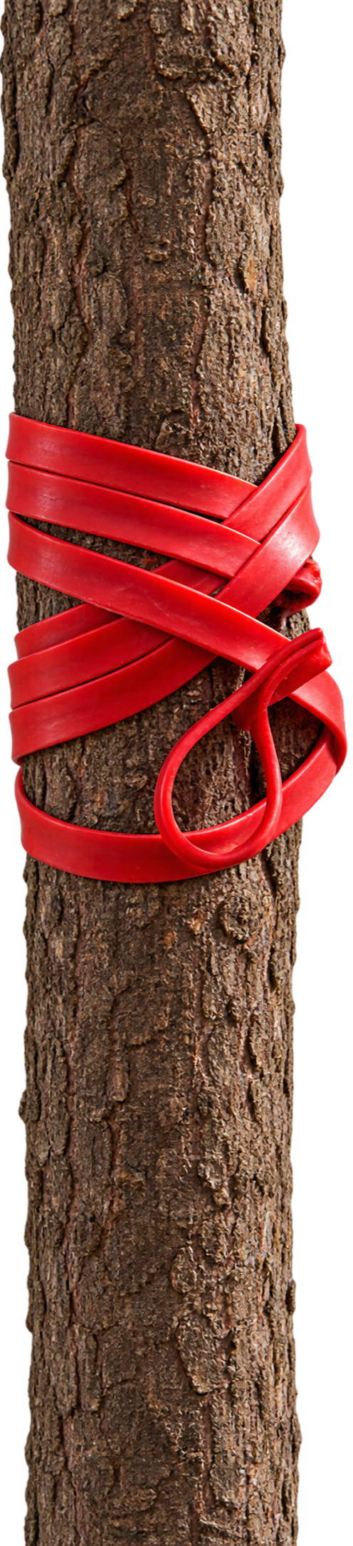 Tronco d'albero con mordente di gomma rossa avvolto attorno
