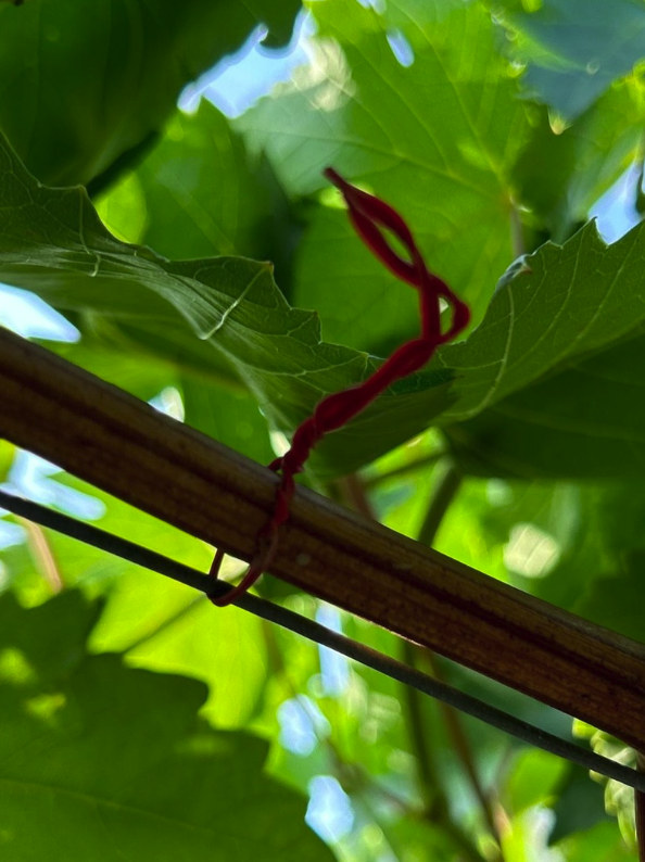 Foglia verde con una piattina animata rossa sottile avvolto attorno ad un supporto di legno.