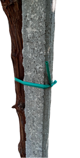 Un albero con un ramo che riceve una fasciatura di plastica verde