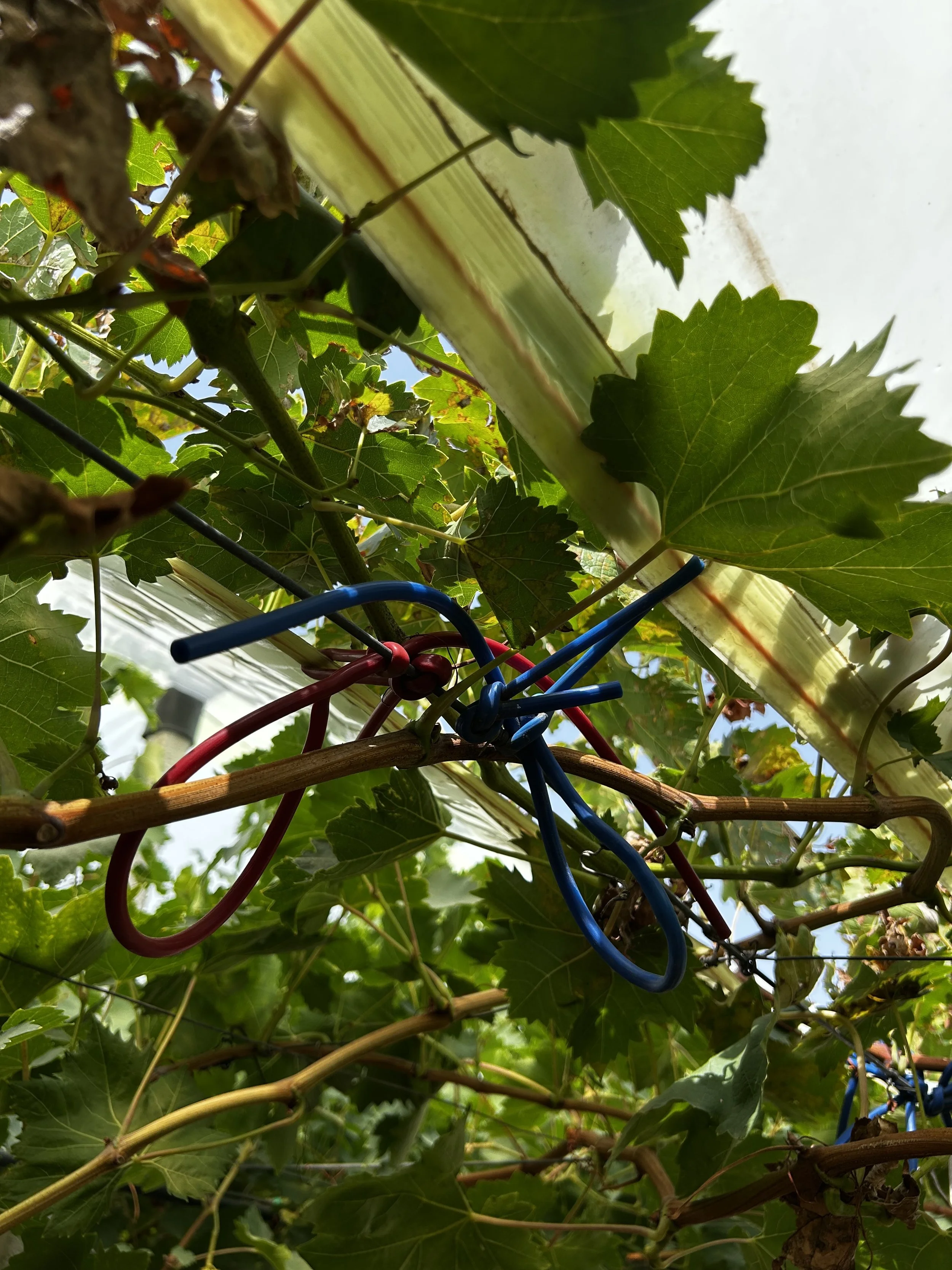 Immagine scattata da sotto una pianta di vite con foglie verdi e vigneti sullo sfondo, alcune fascette di irrigazione di colore rosso e blu avvolgono i rami della pianta.