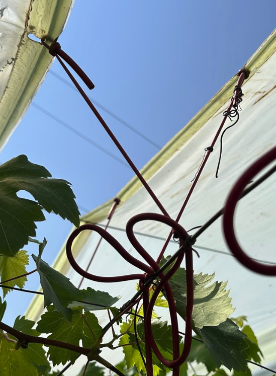 Piantina di viti con supporti di metallo e filo, sotto un grande cielo blu.