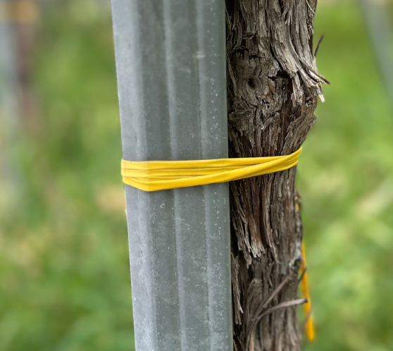 Un palo di legno e un palo di metallo sono legati insieme con una fascetta gialla.