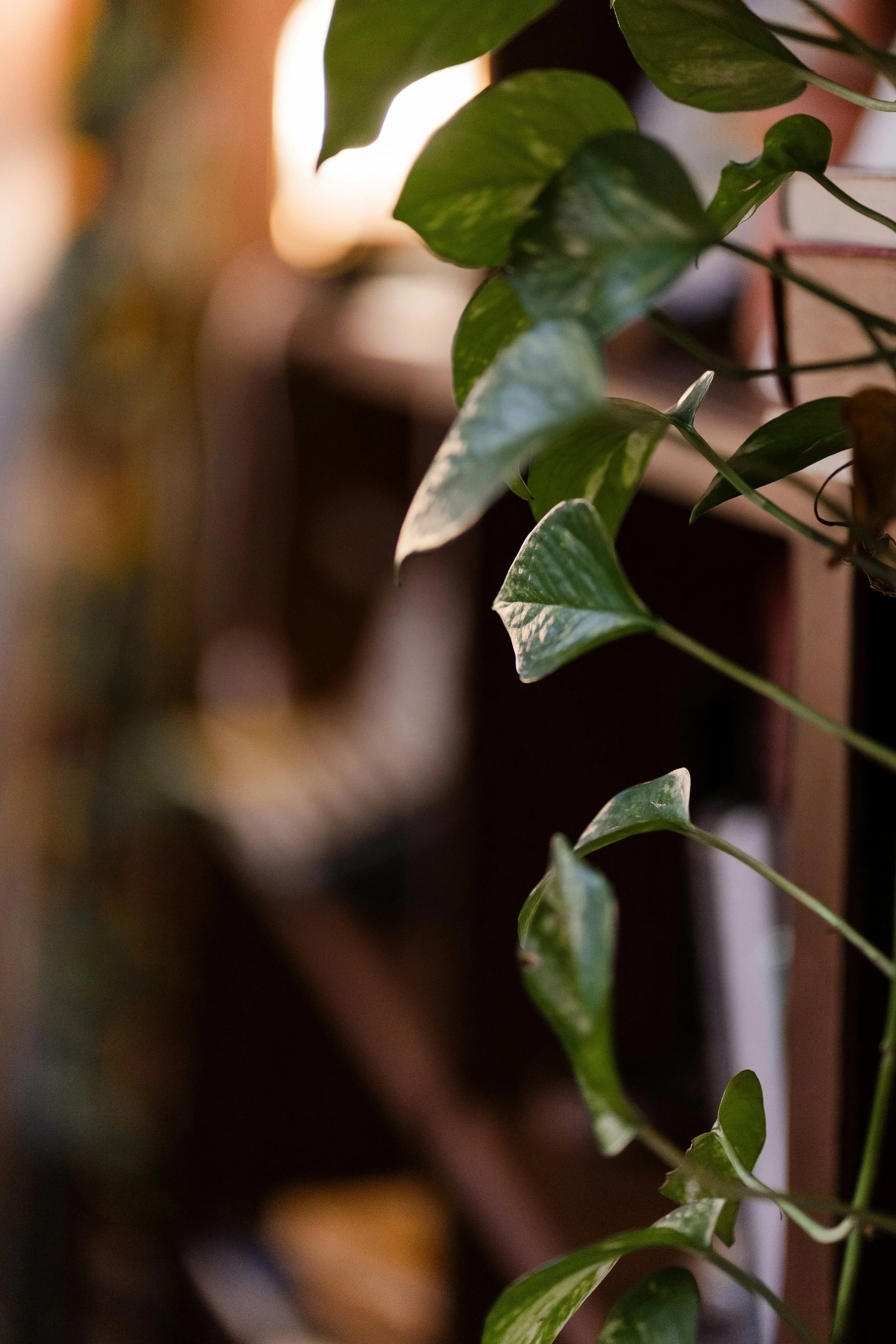 Close-up of green ivy leaves with a blurred background.