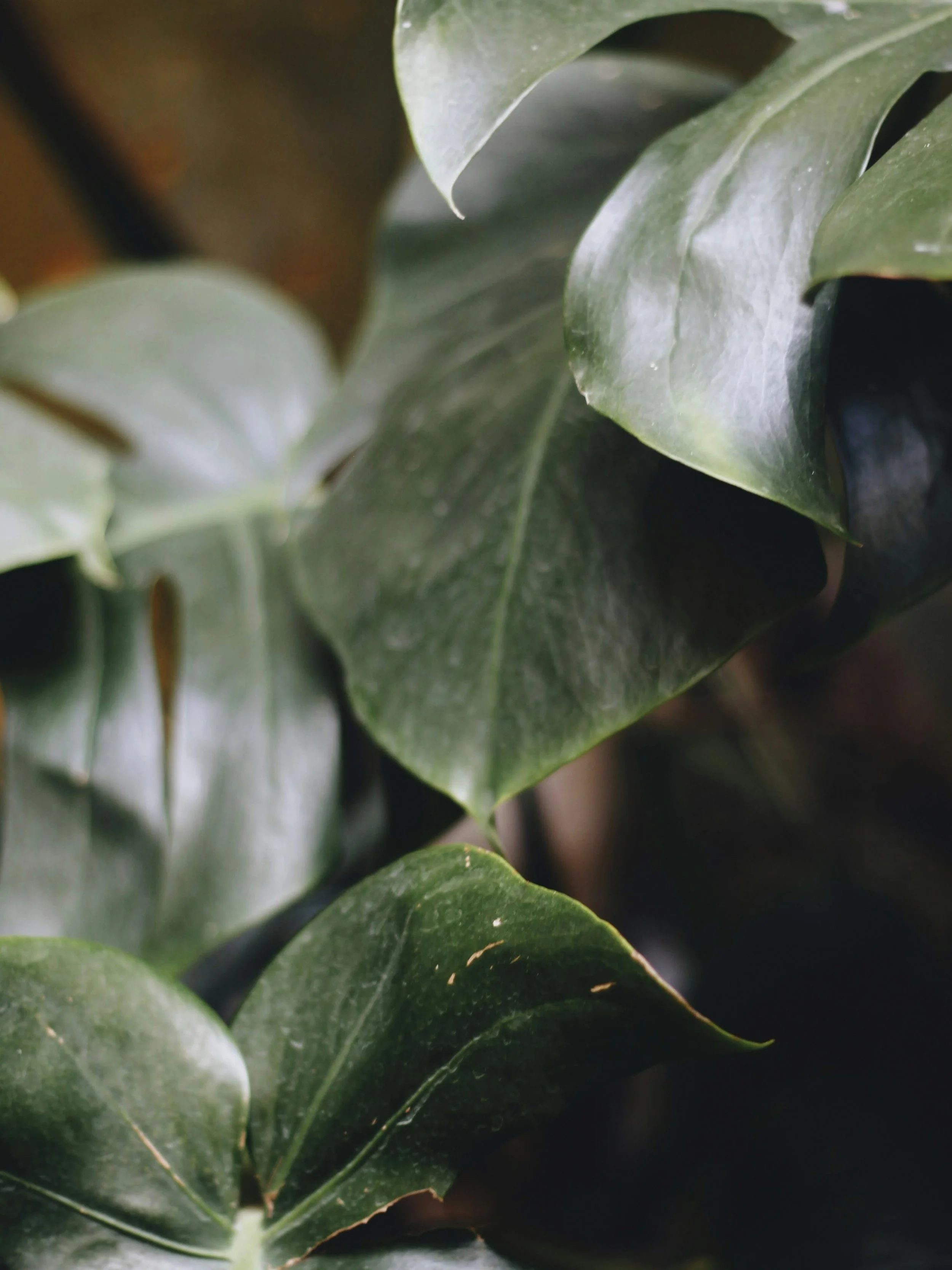 Close-up of green leafy plant with multiple leaves overlapping.