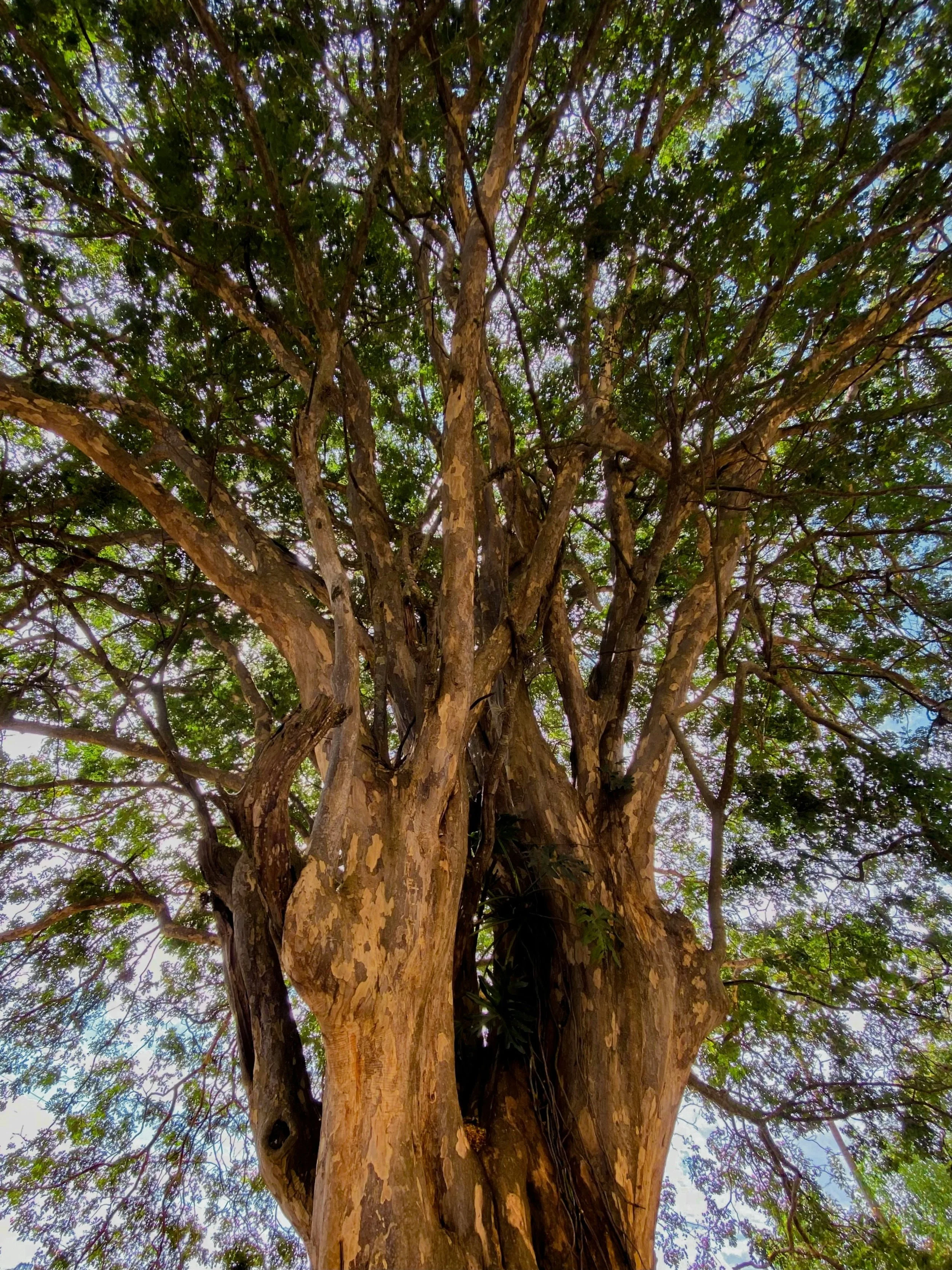 Looking up at a large tree with a thick trunk and dense green foliage, sunlight filtering through the leaves.