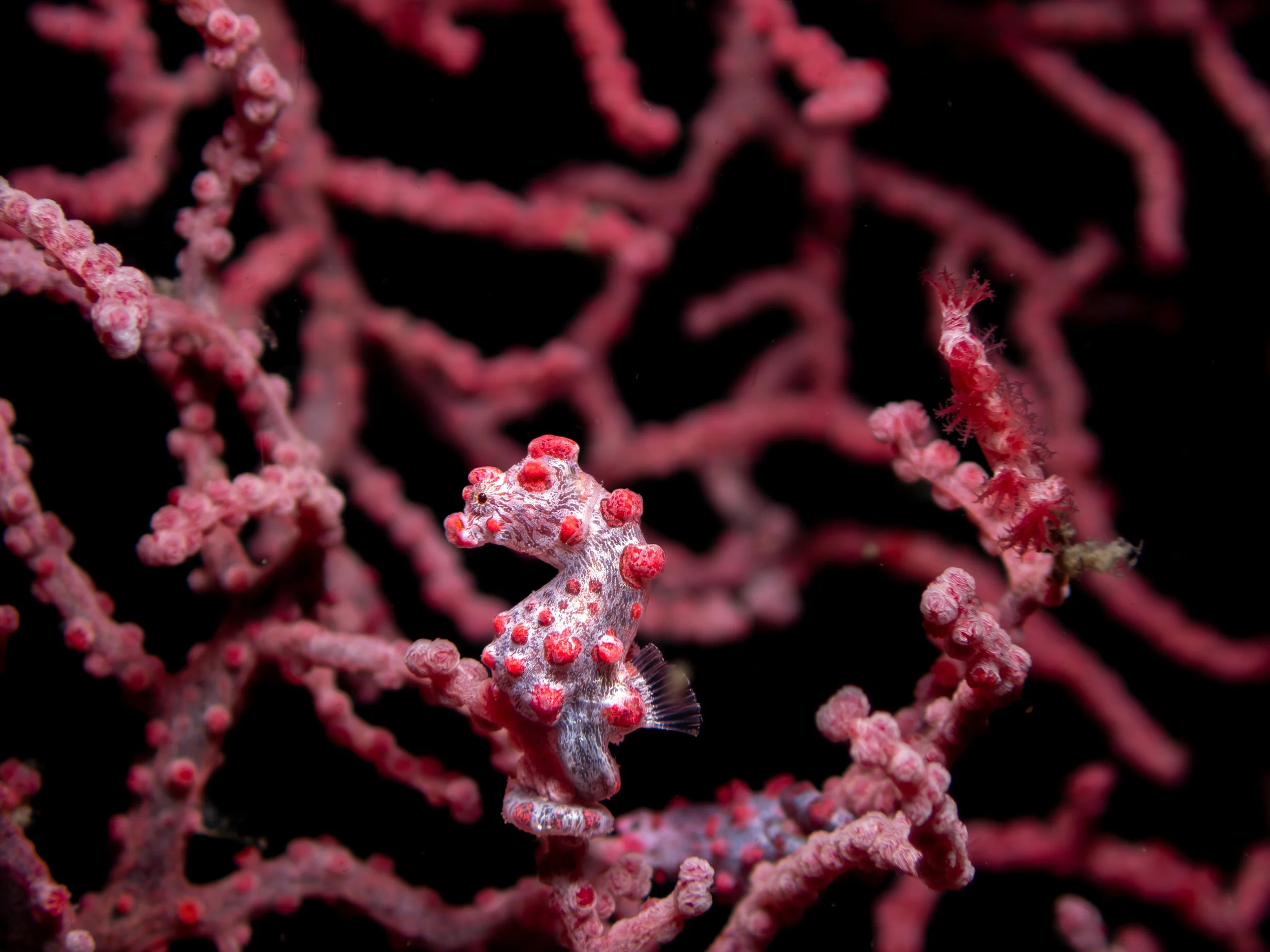 pygmyseahorse1.jpg