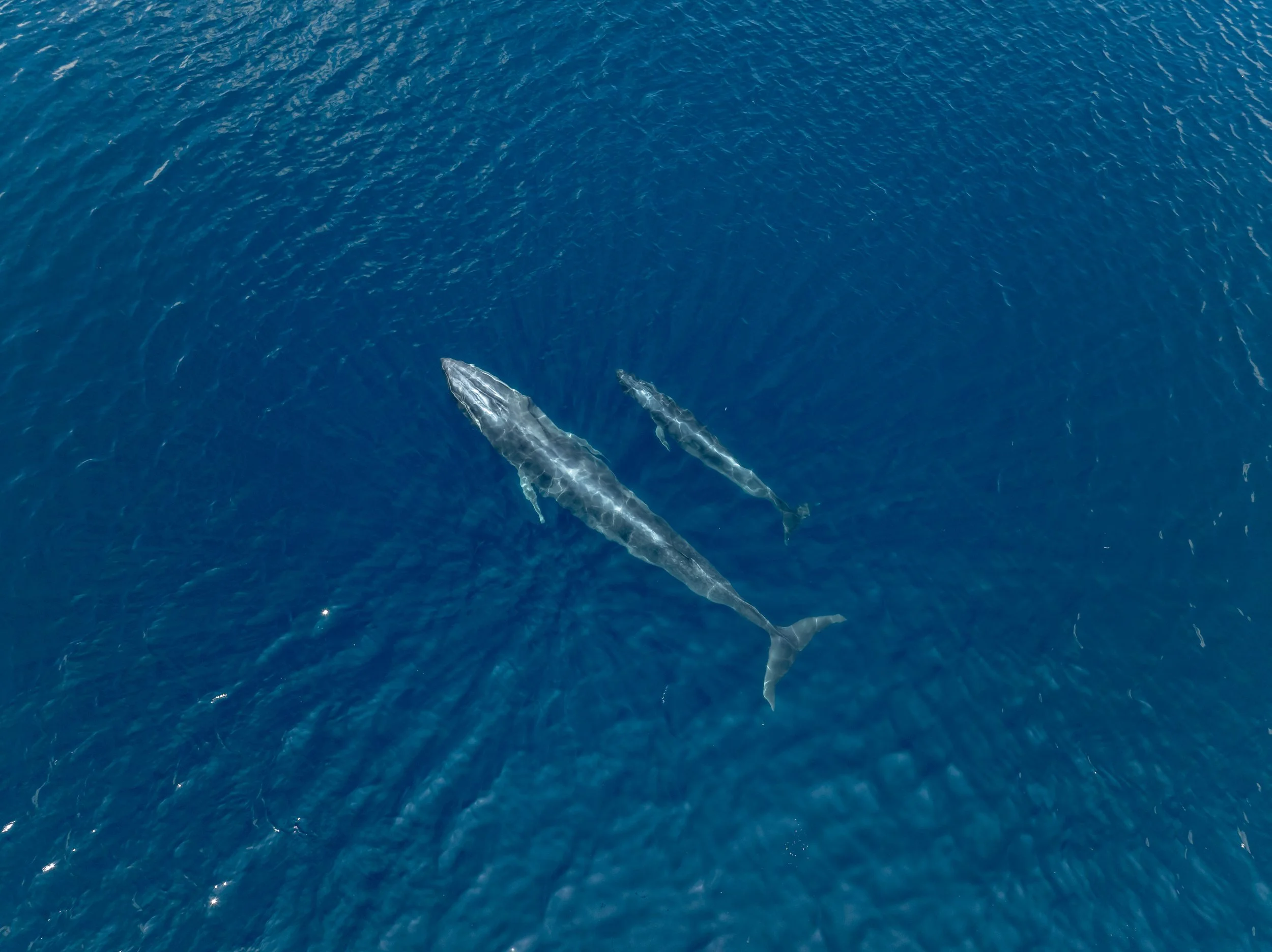 DJI_0662.jpg