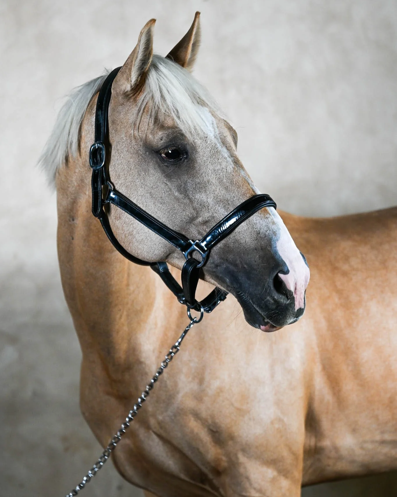 Stallion+Mandara+2026-26.png