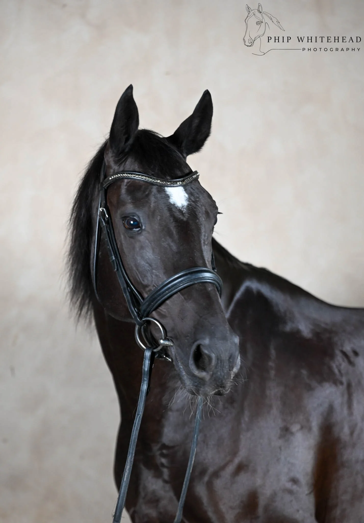 Stallion Mandara 2026-24.JPG
