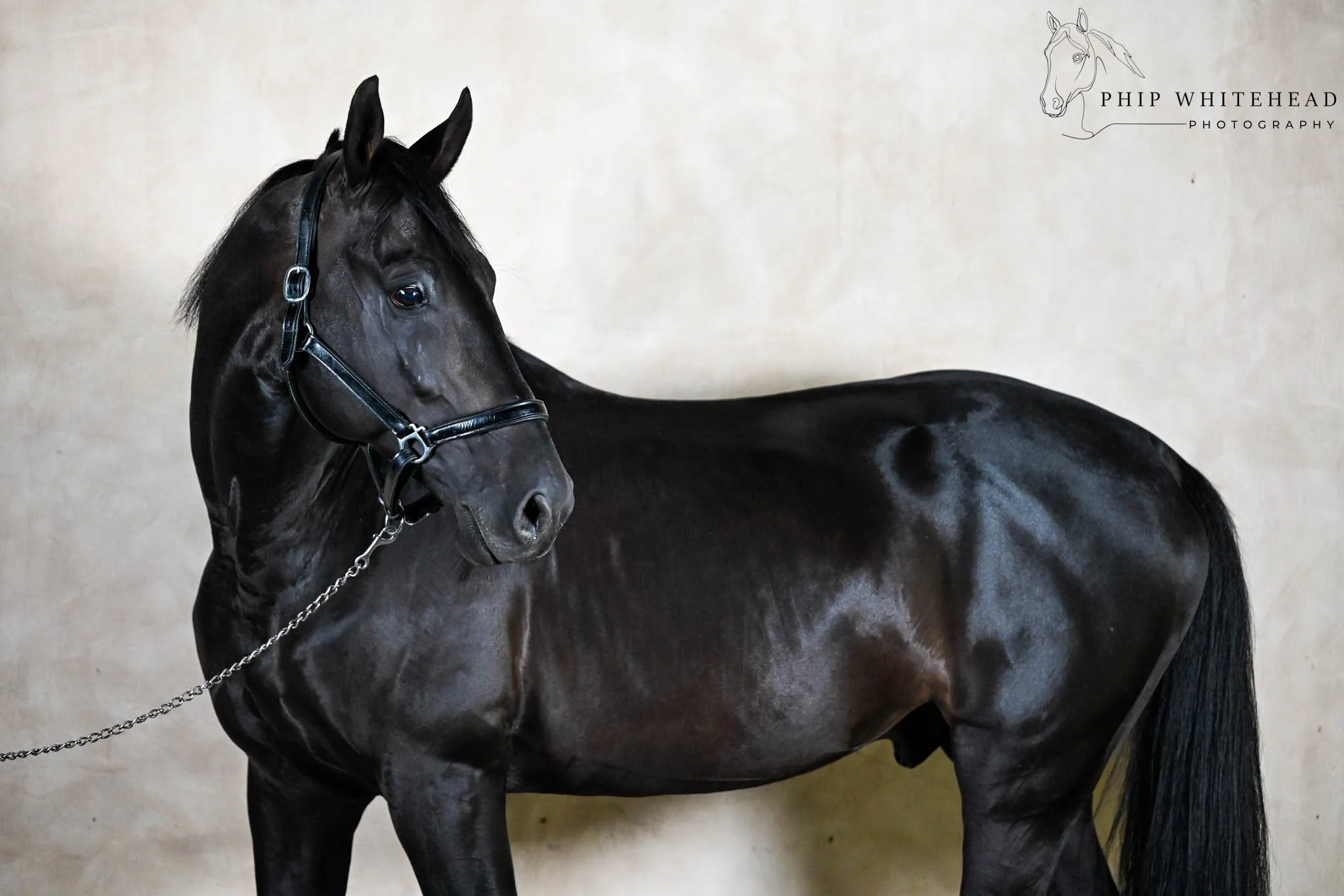 Stallion Mandara 2026-7.JPG
