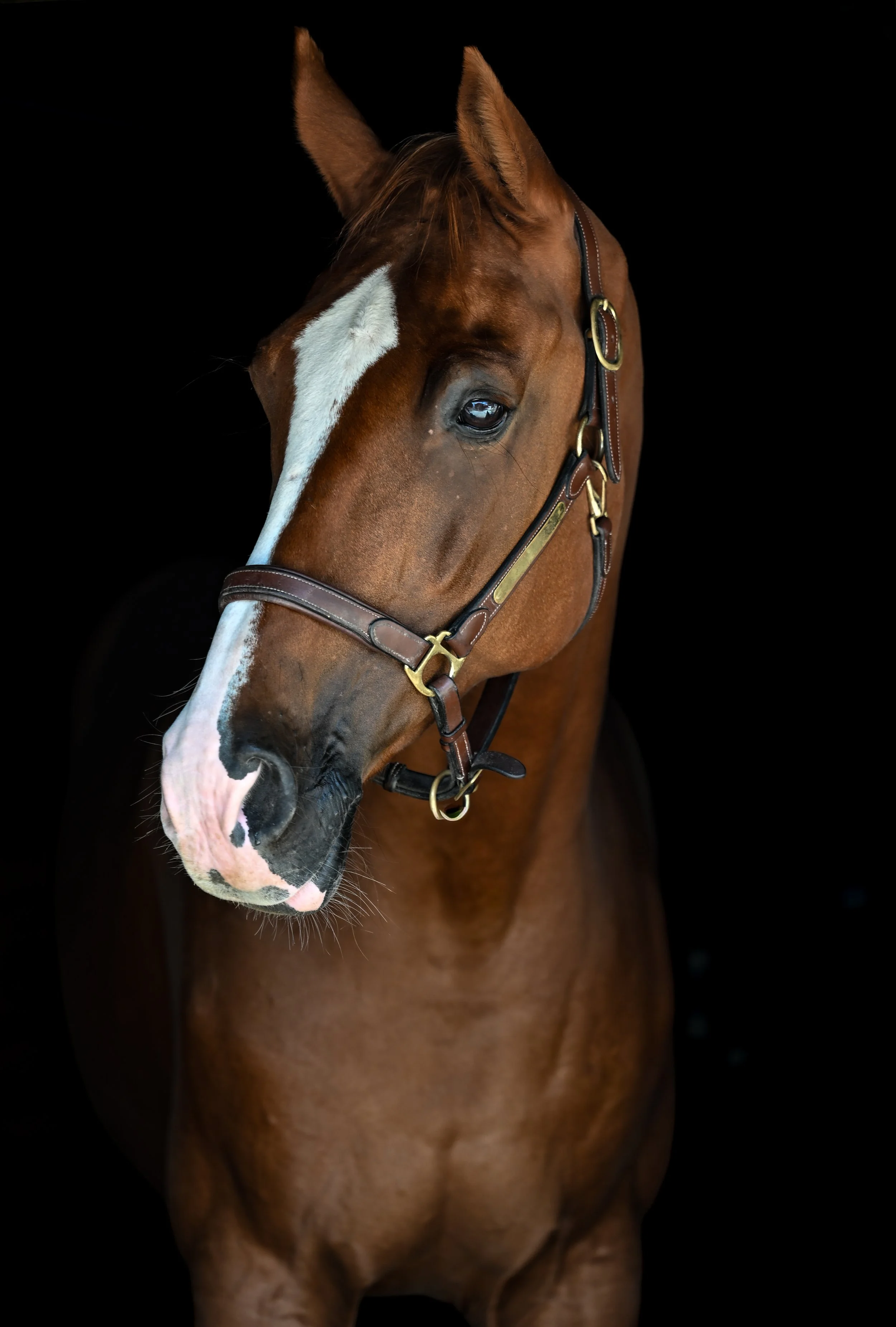 Equestrian Portraits