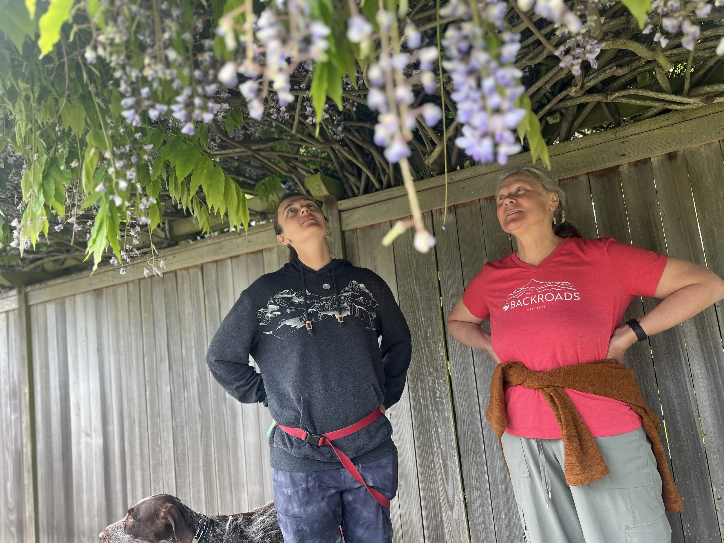 looking up at the blooming wisteria on a beautiful seattle spring day