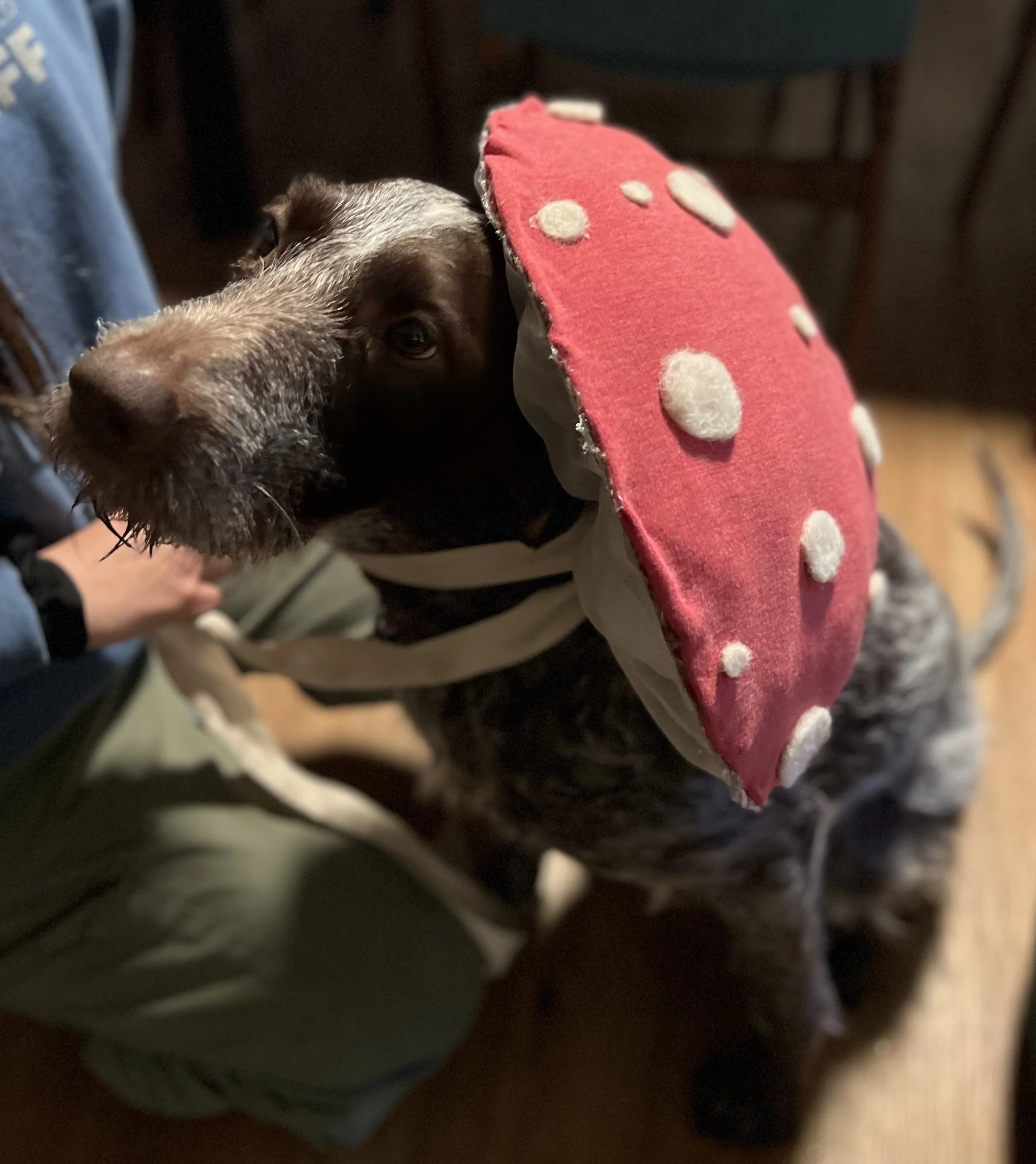 Roger, modeling mushroom hats for a child's fairy themed birthday