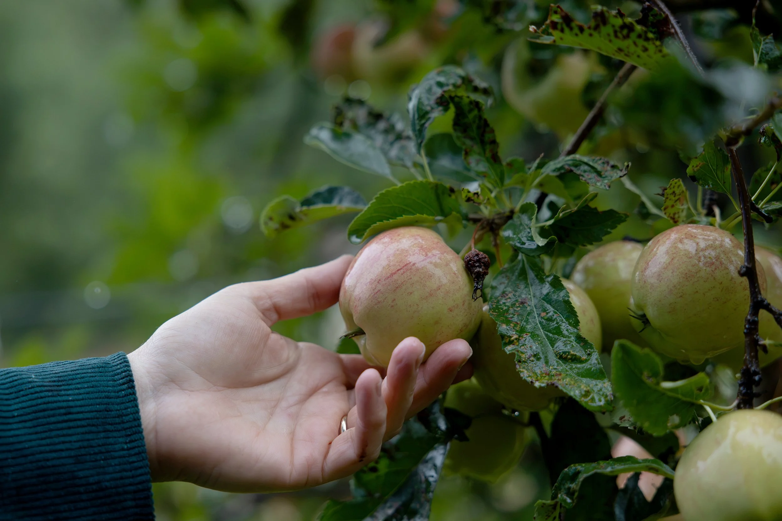 Person's hand gently holding a cluster of ripe pears on a tree, surrounded by green leaves.