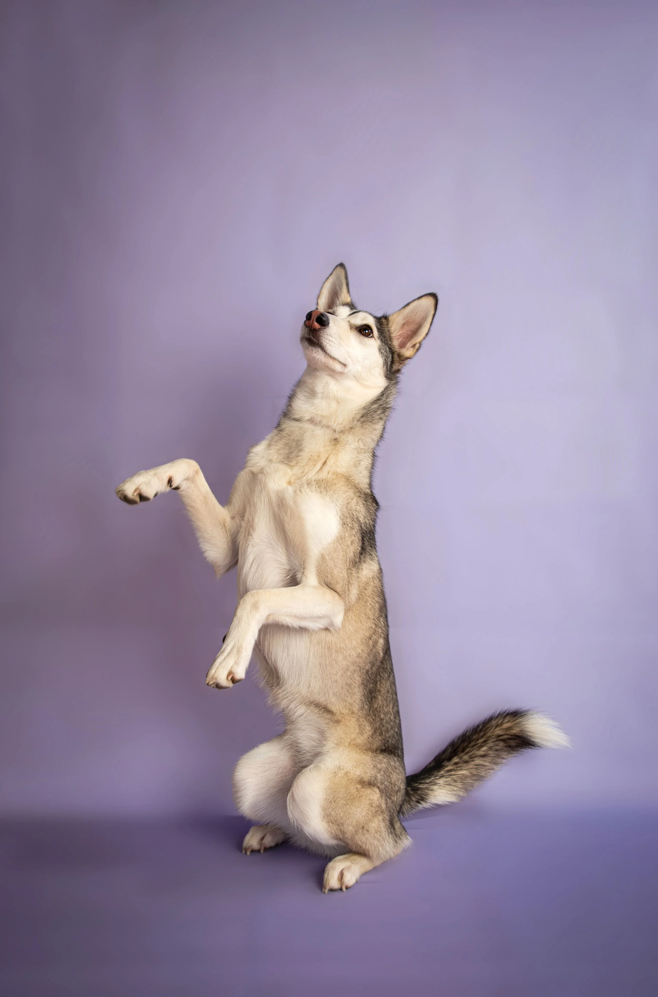 Sesión fotográfica de mascotas en Valencia
