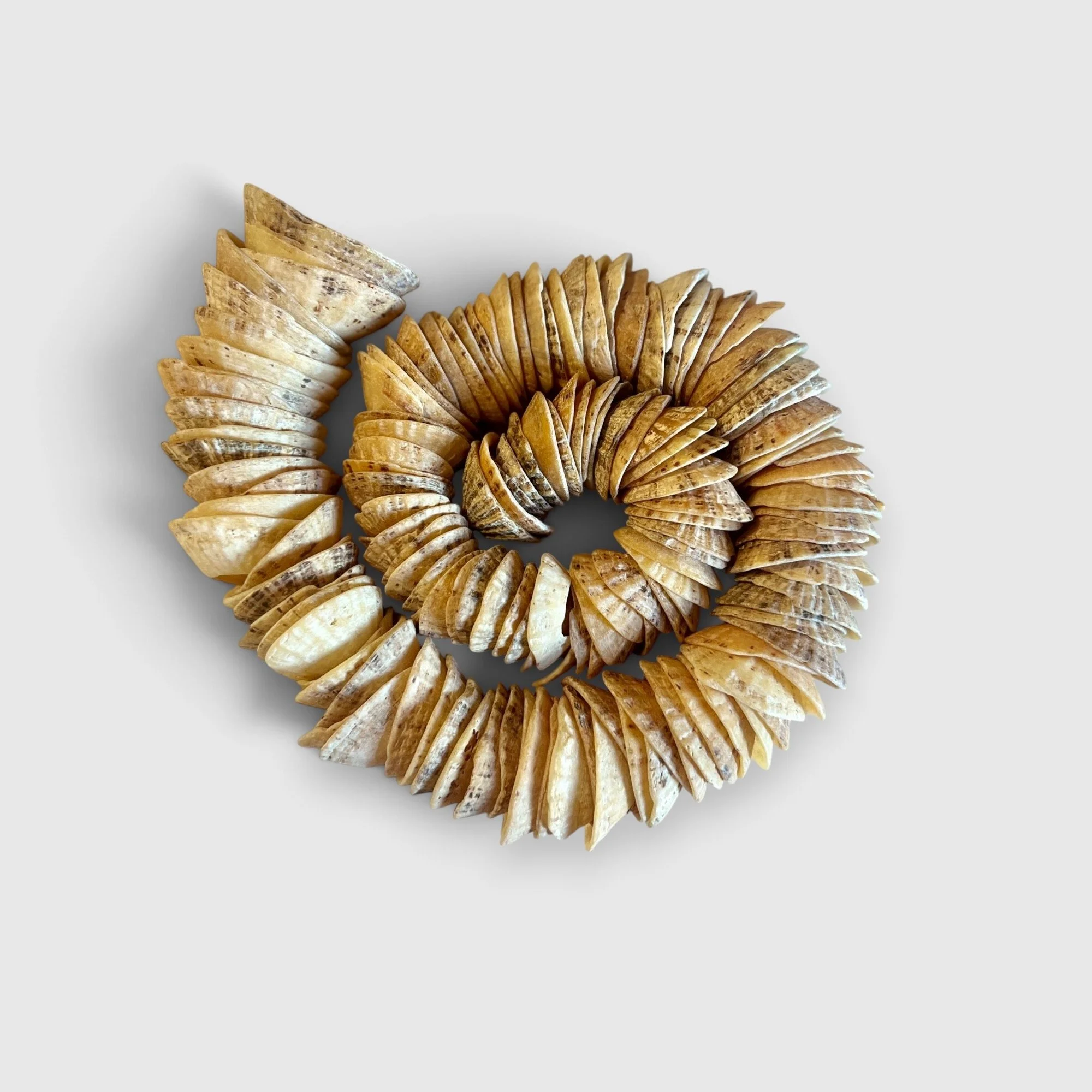 Working Object 05, 2025: Limpet shells arranged closely together in a coiled spiral form.