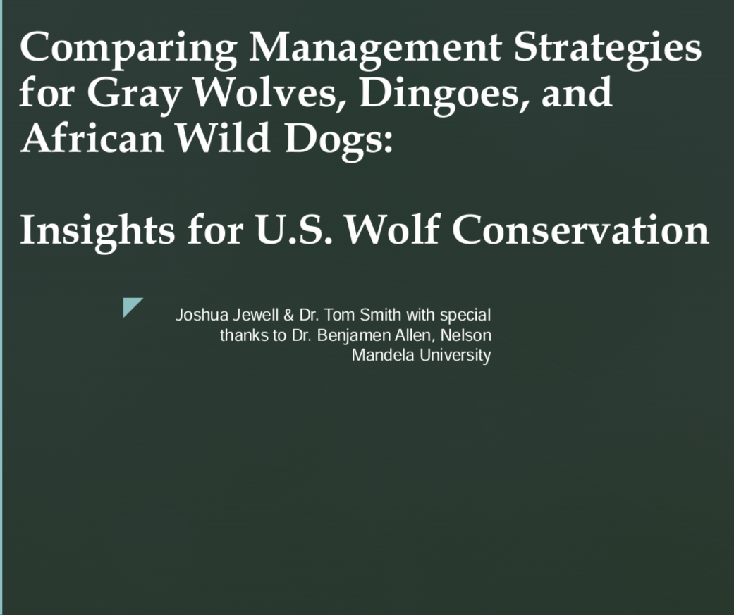 Gray Wolves: A Management Paradox Presentation