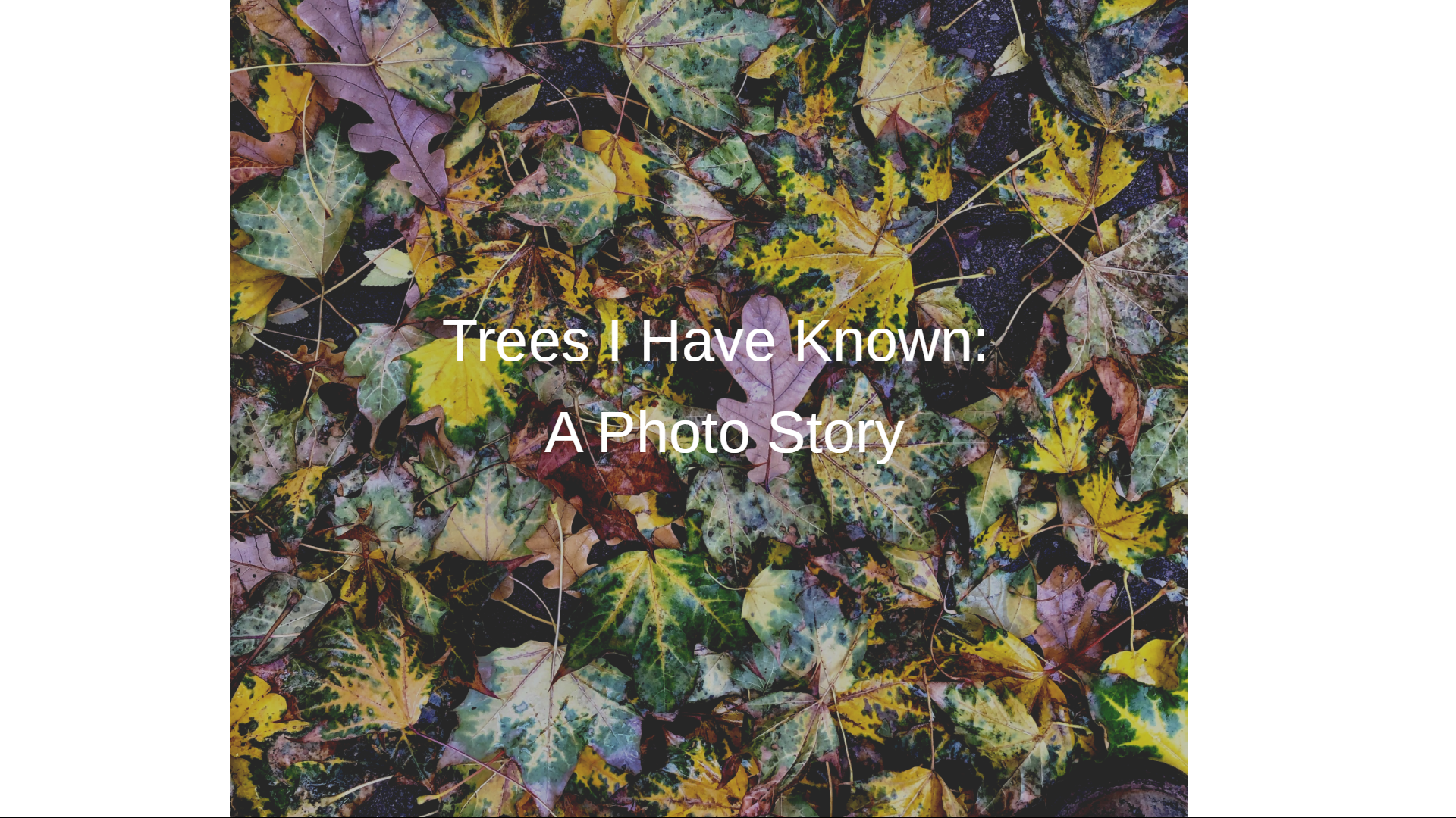 Trees I Have Known: A Photo Story