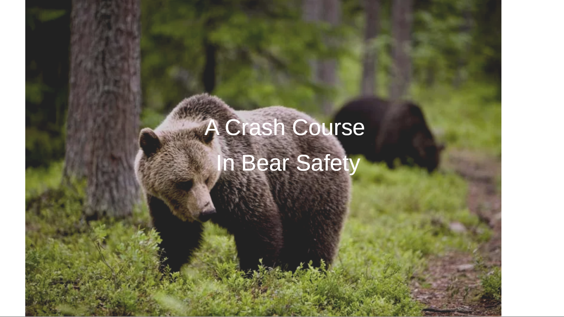 A Crash Course In Bear Safety