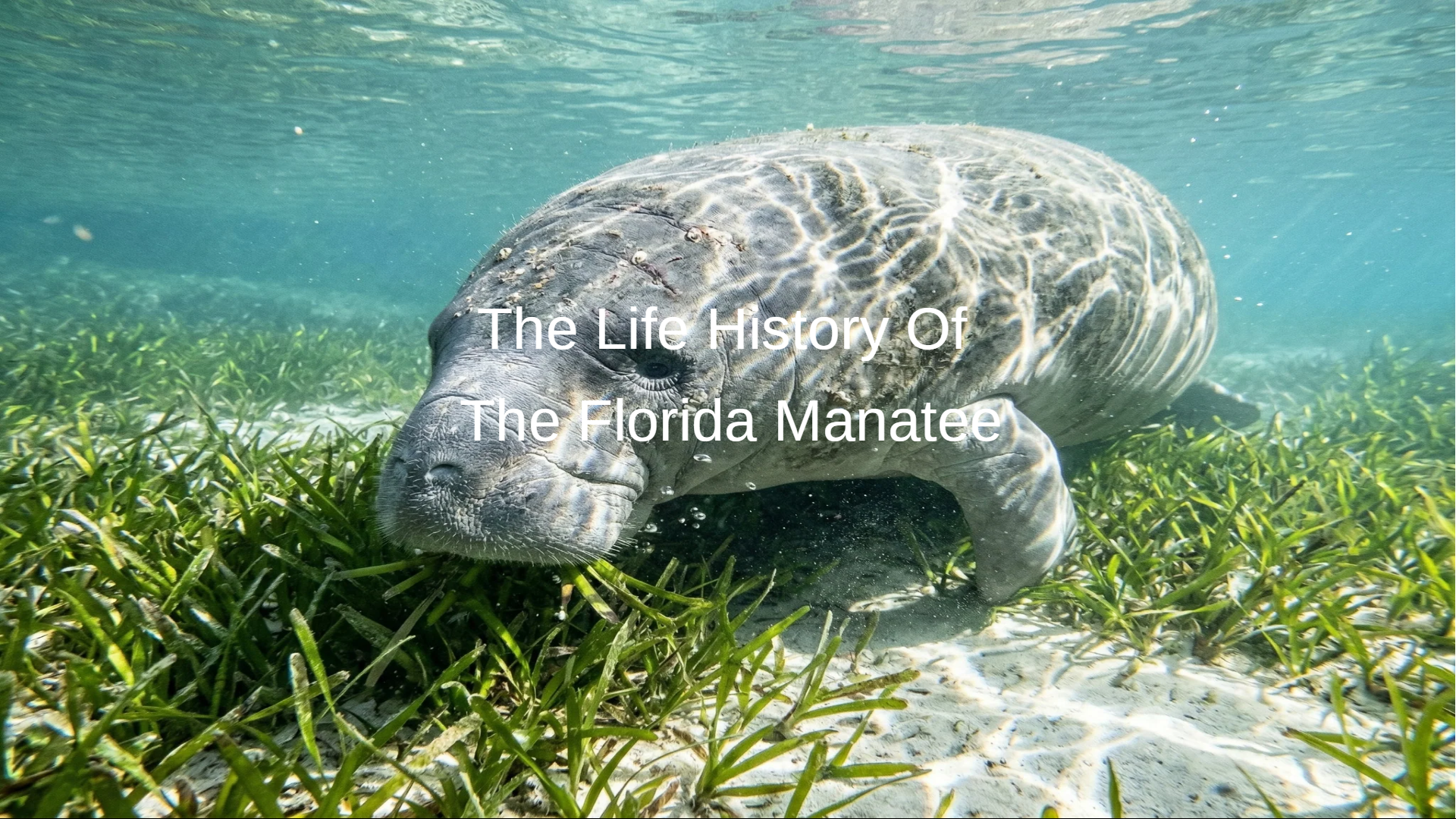 The Life History of the Florida Manatee