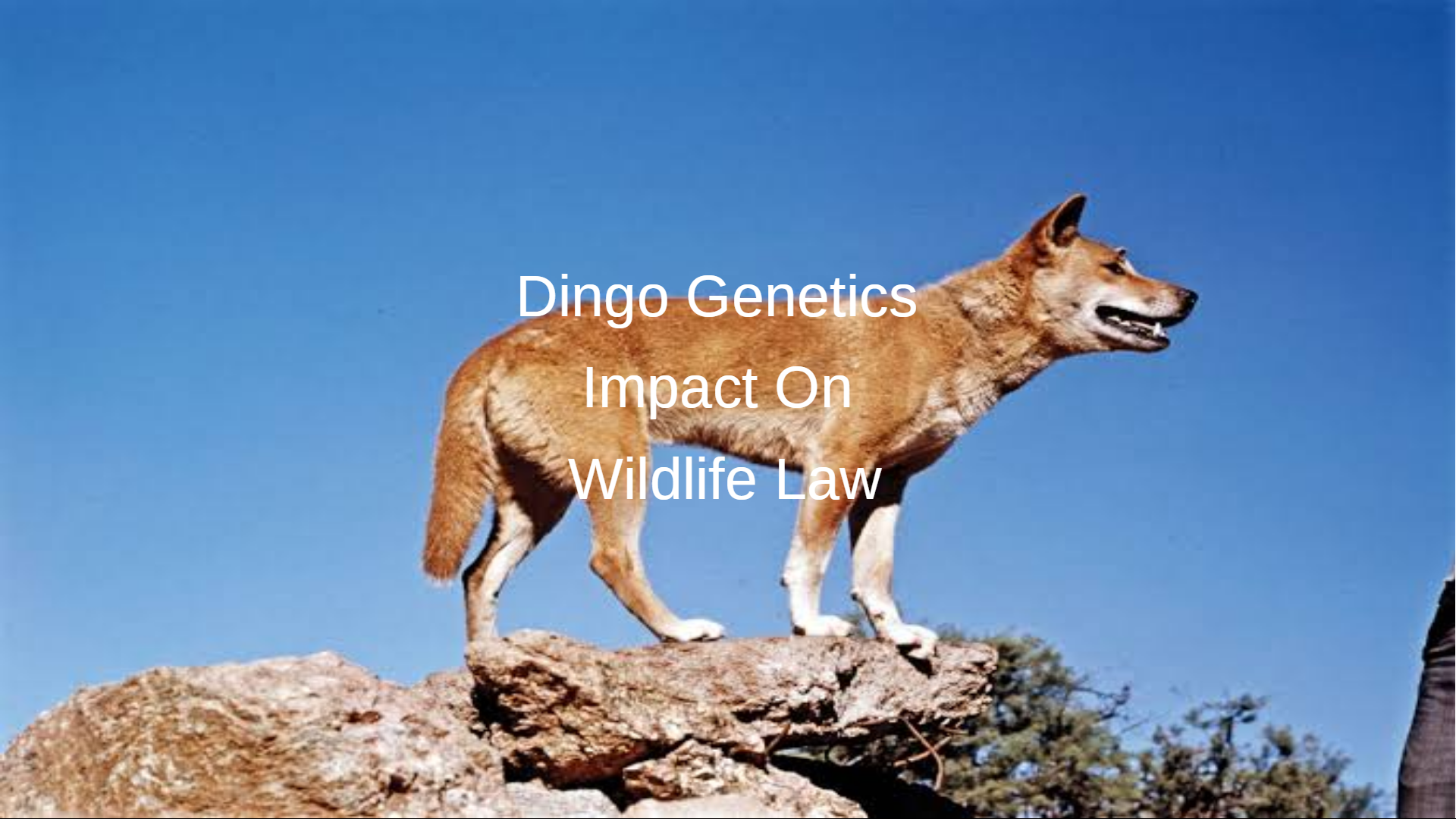 Dingo Genetics Impact on Wildlife Law