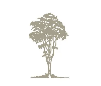 Silhouette of a tall tree with a swing hanging from one of its branches