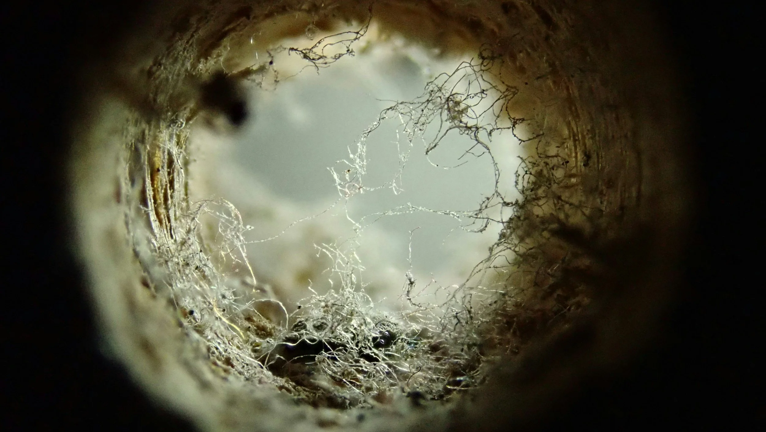 Close-up view of roots inside a pipe.