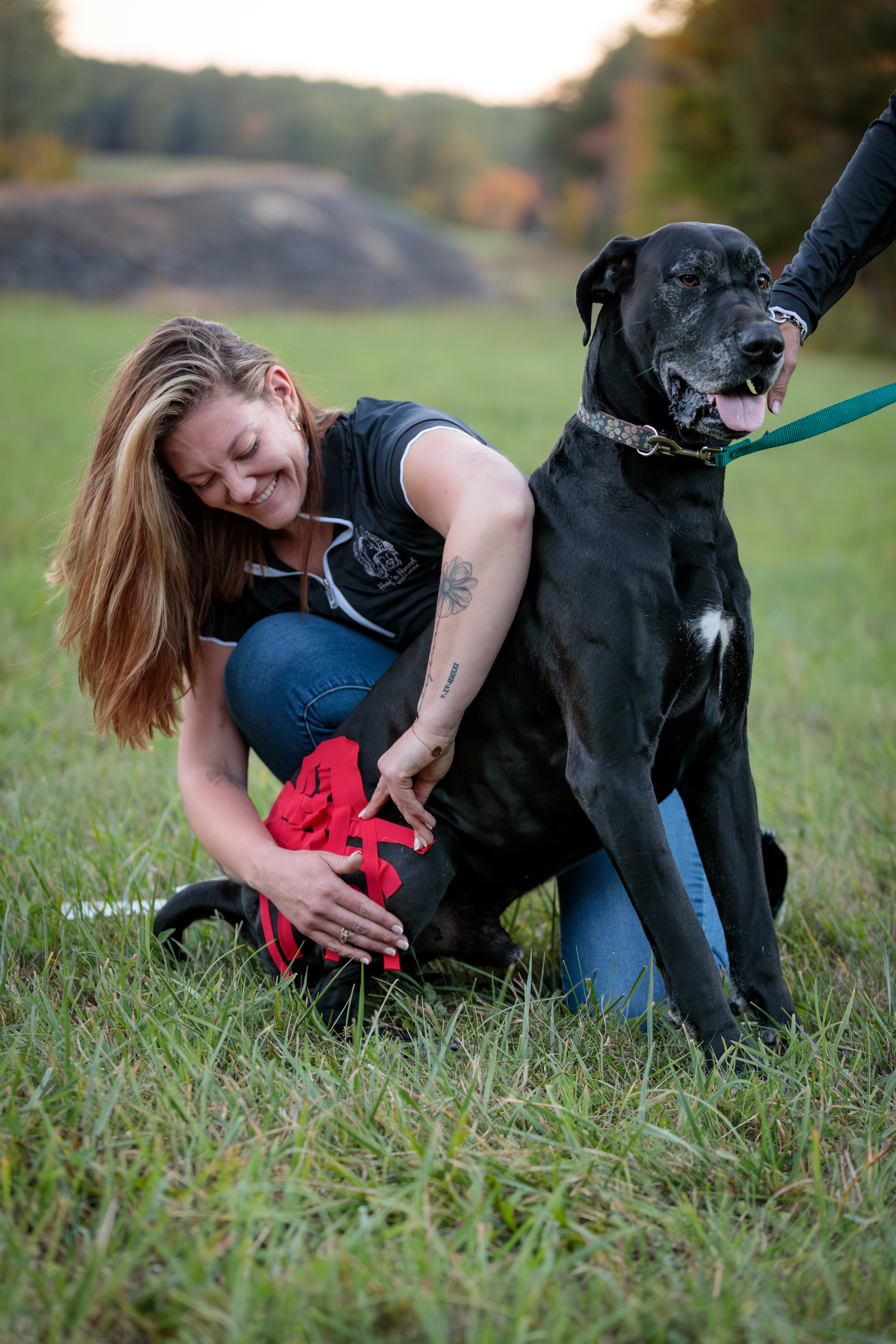 Woman applying kinesiology tape to a large black dog’s hind leg outdoors