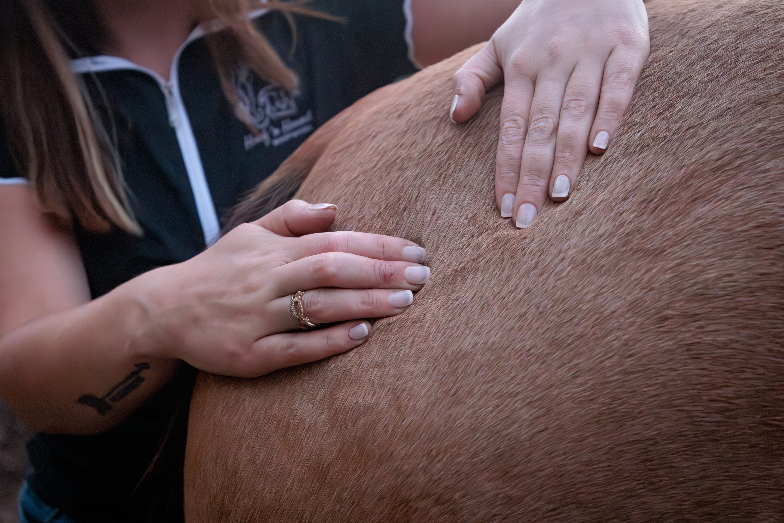 Woman using both hands to perform myofascial release on a brown horse