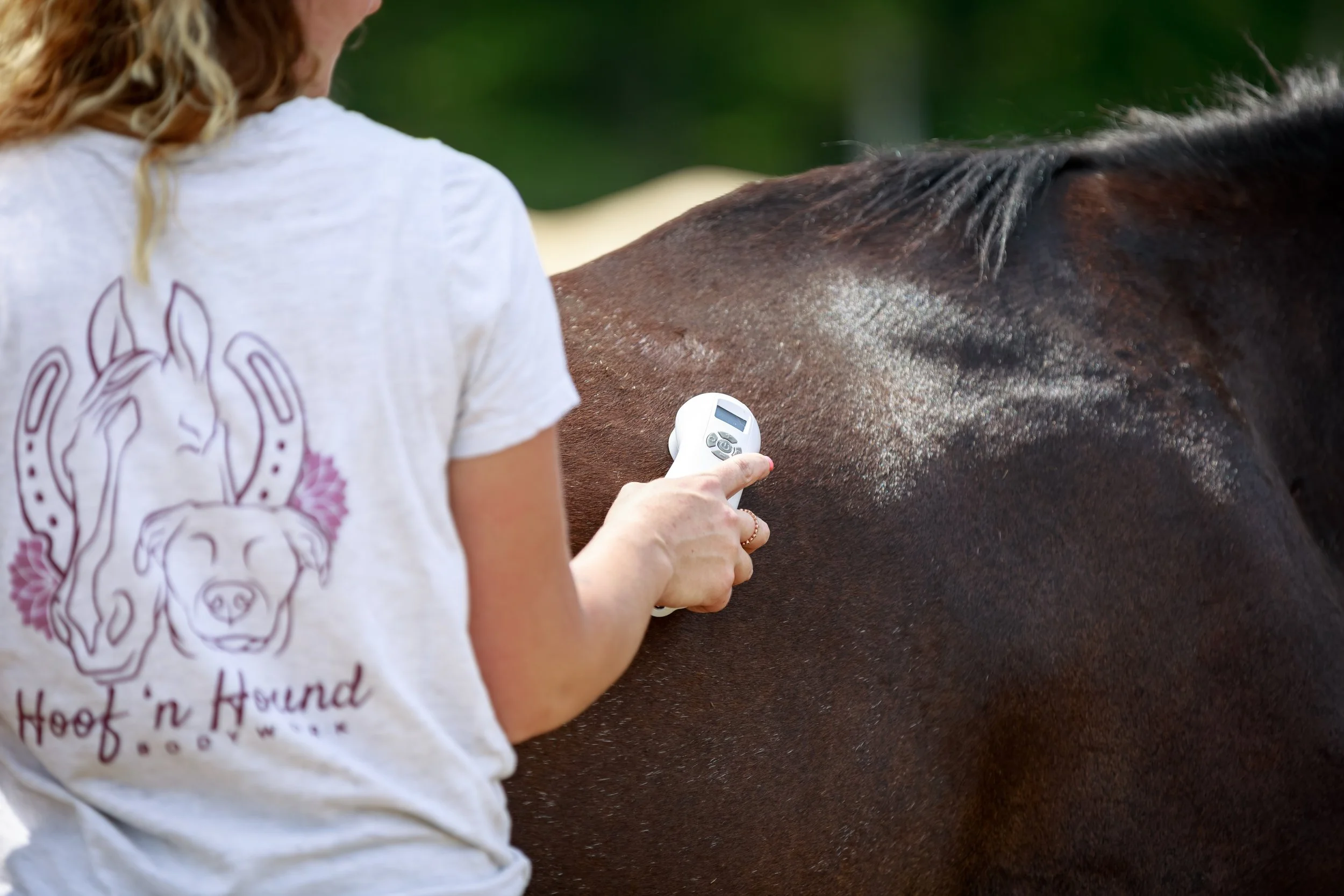 Woman using a handheld laser therapy device on the back of a brown horse
