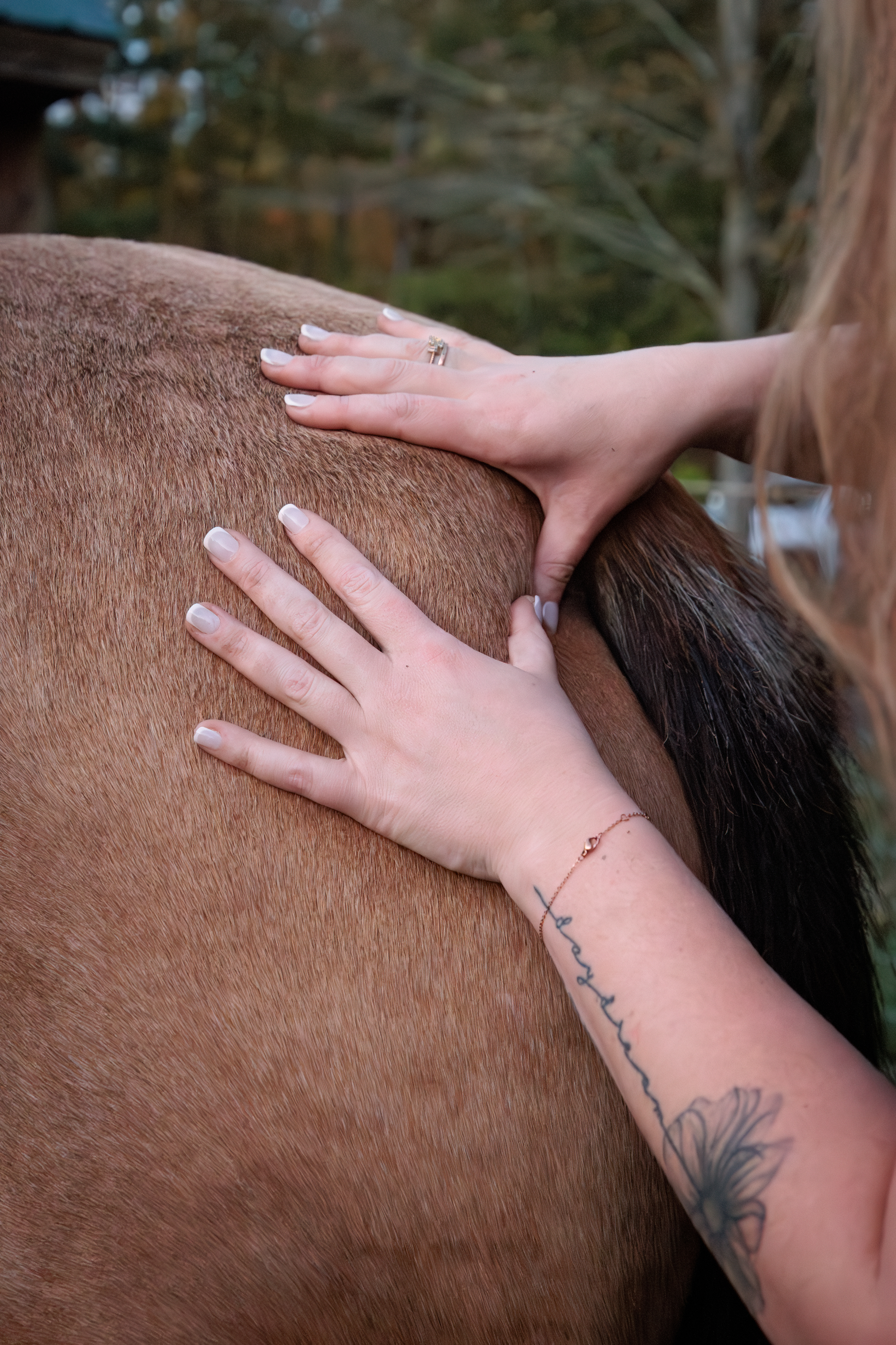 Close-up of hands performing myofascial release on a brown horse’s back