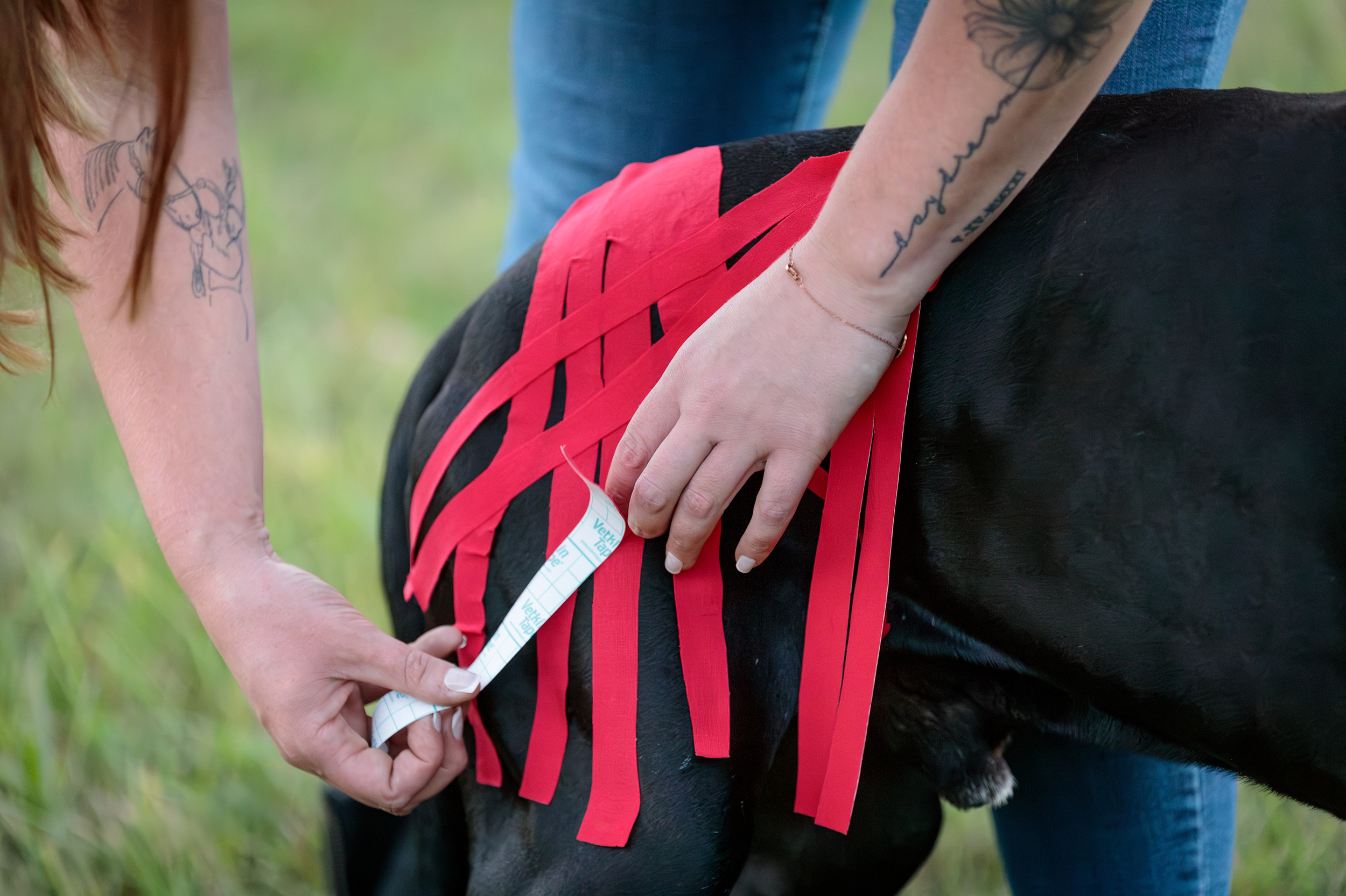 Close-up of red kinesiology tape applied to a black dog’s hindquarters