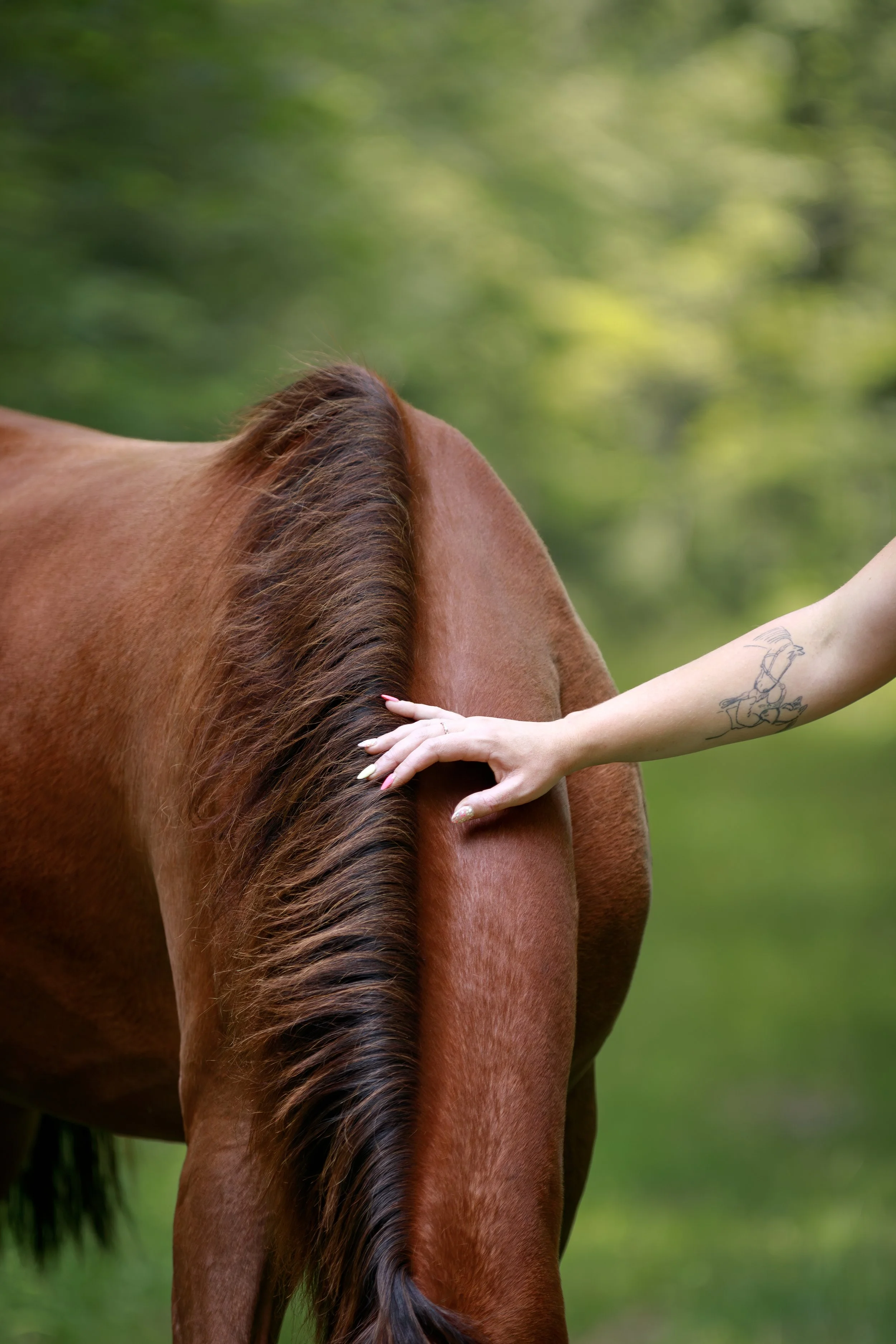 Close-up of a woman gently touching a brown horse beside its mane and back